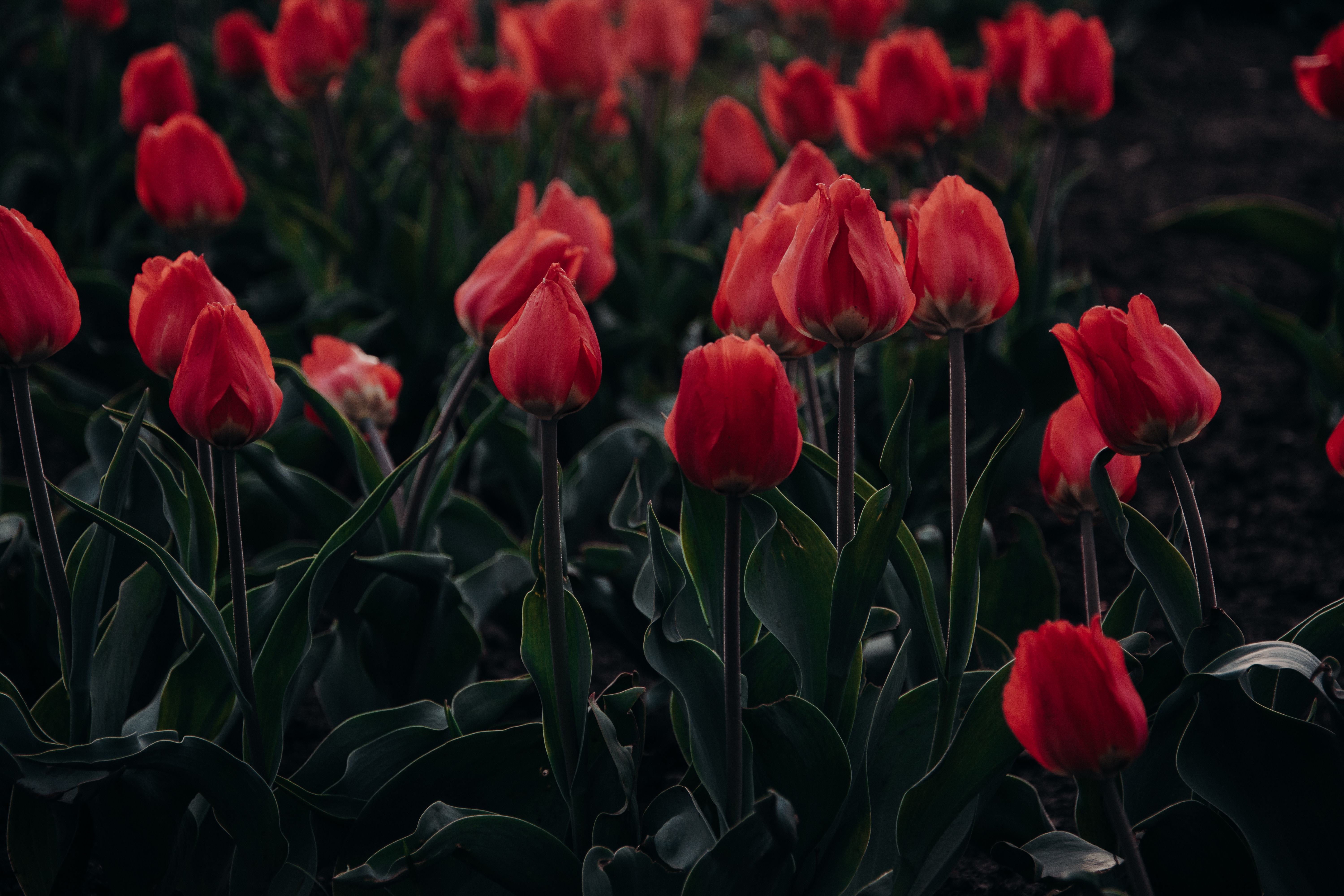 tulips, flowers, red, flowering, flower bed, flowerbed, blooming