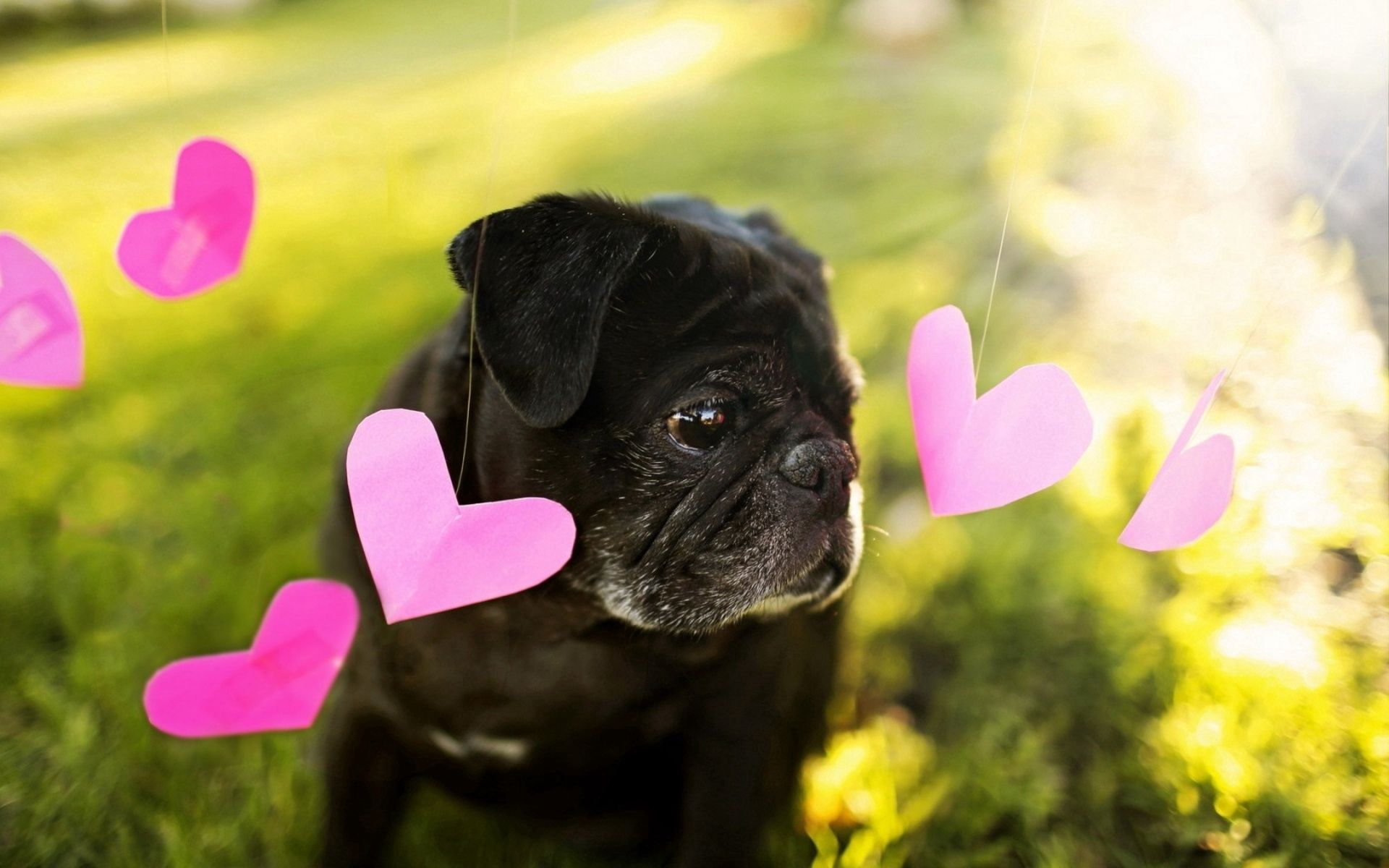 Handy-Wallpaper Hintergrund, Tiere, Herzen, Hund, Ein Herz kostenlos herunterladen.