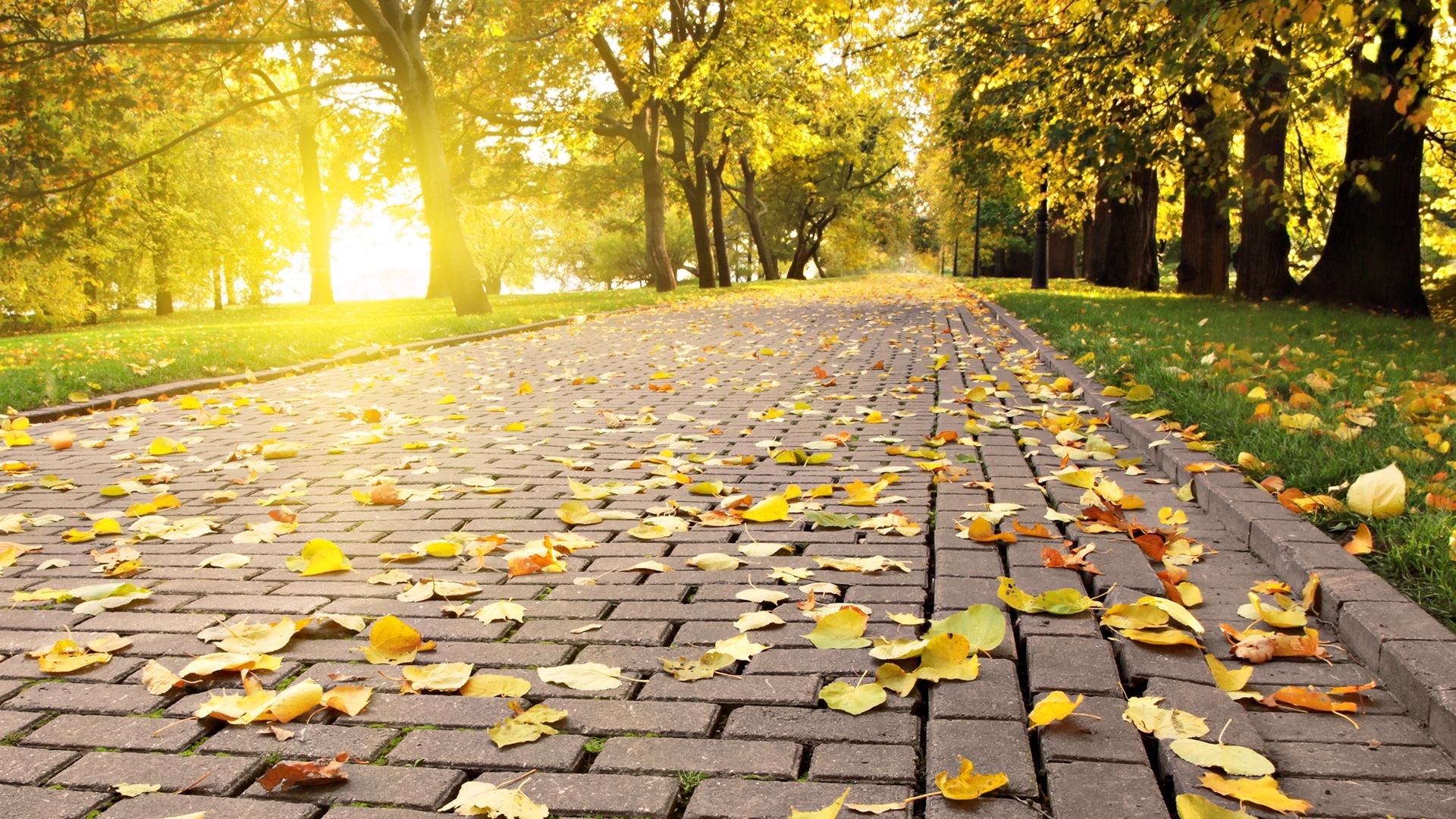 Hintergrundbild für Handys: Herbst, Blätter, Landschaft, Roads, 28816