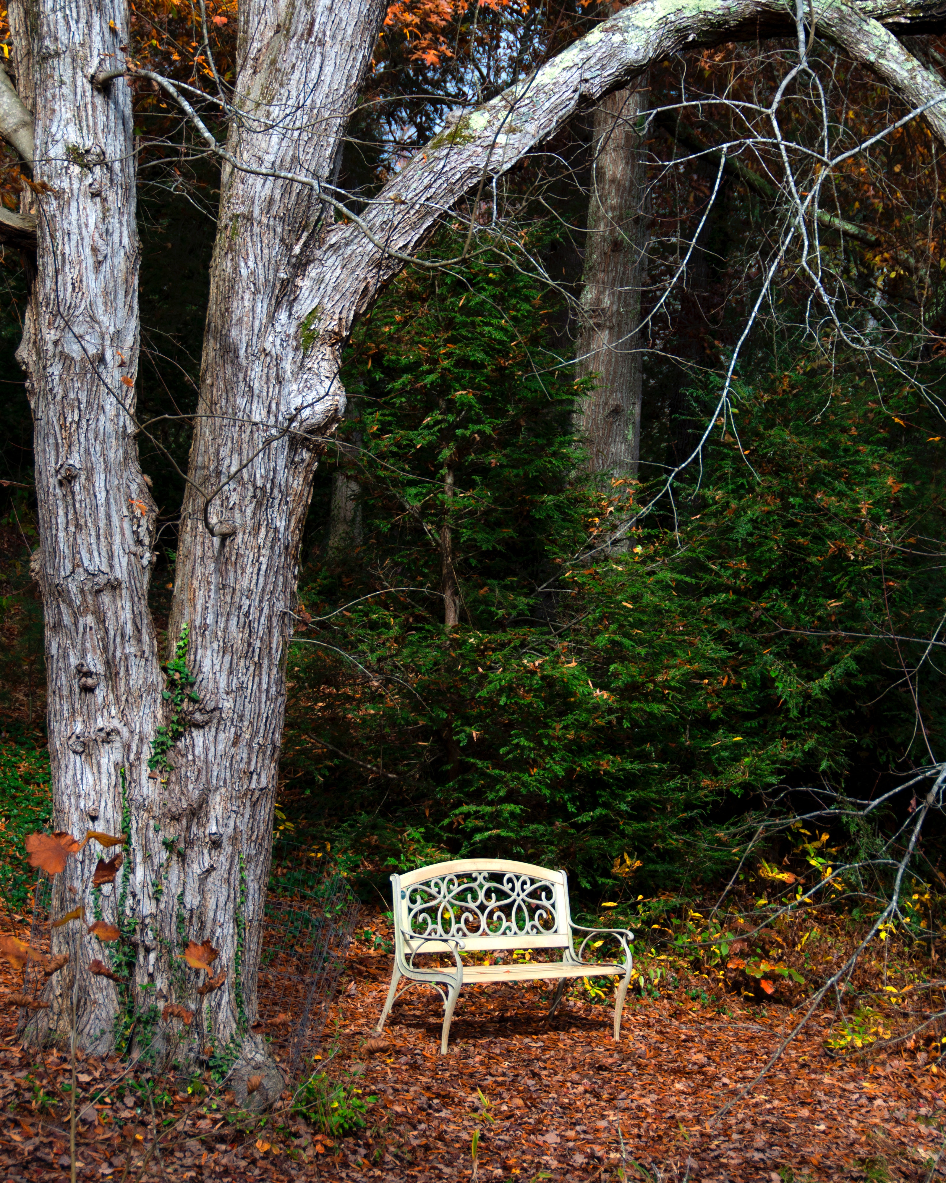 autumn, nature, wood, tree, foliage, bench phone background
