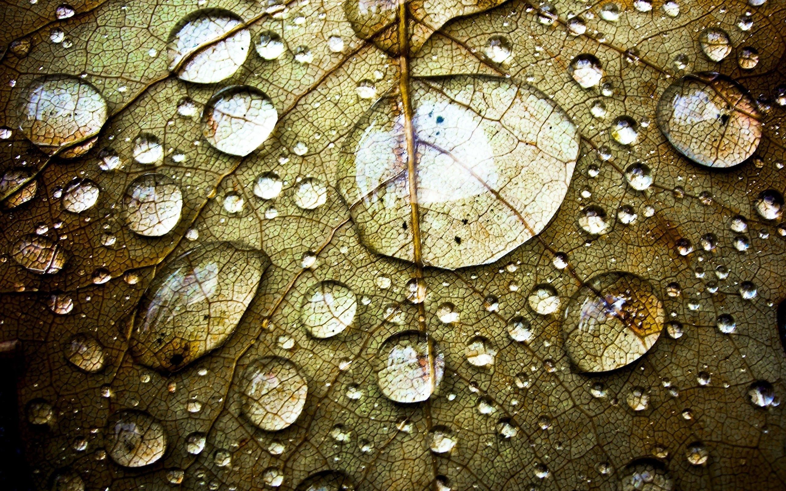 97036 Screensavers and Wallpapers Leaf for phone. Download drops, macro, sheet, leaf, veins pictures for free