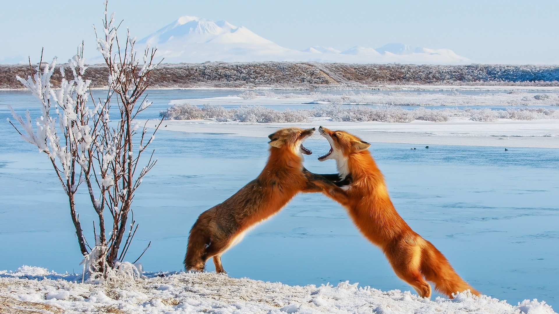 HD desktop wallpaper: Winter, Fox, Animal, Fight download free picture  #883123