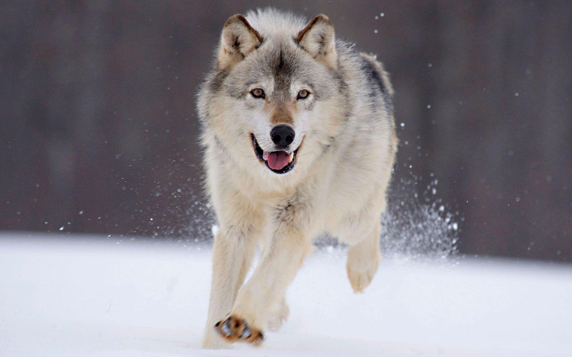 animal, wolf, snow Free Pure 4K Ultra