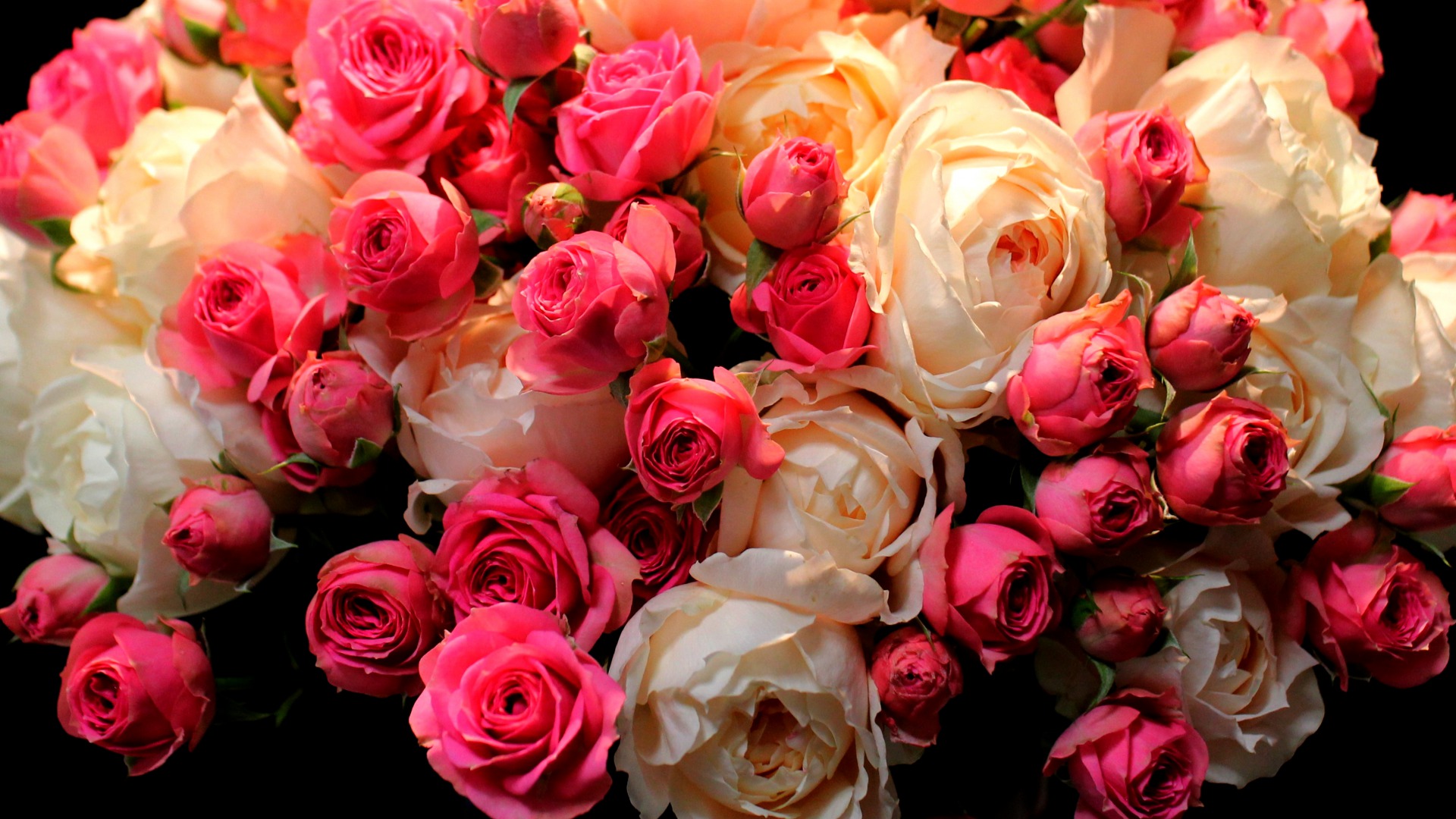 379248 Salvapantallas y fondos de pantalla Rosa en tu teléfono. Descarga imágenes de flor blanca, de cerca, flores, flor rosa gratis