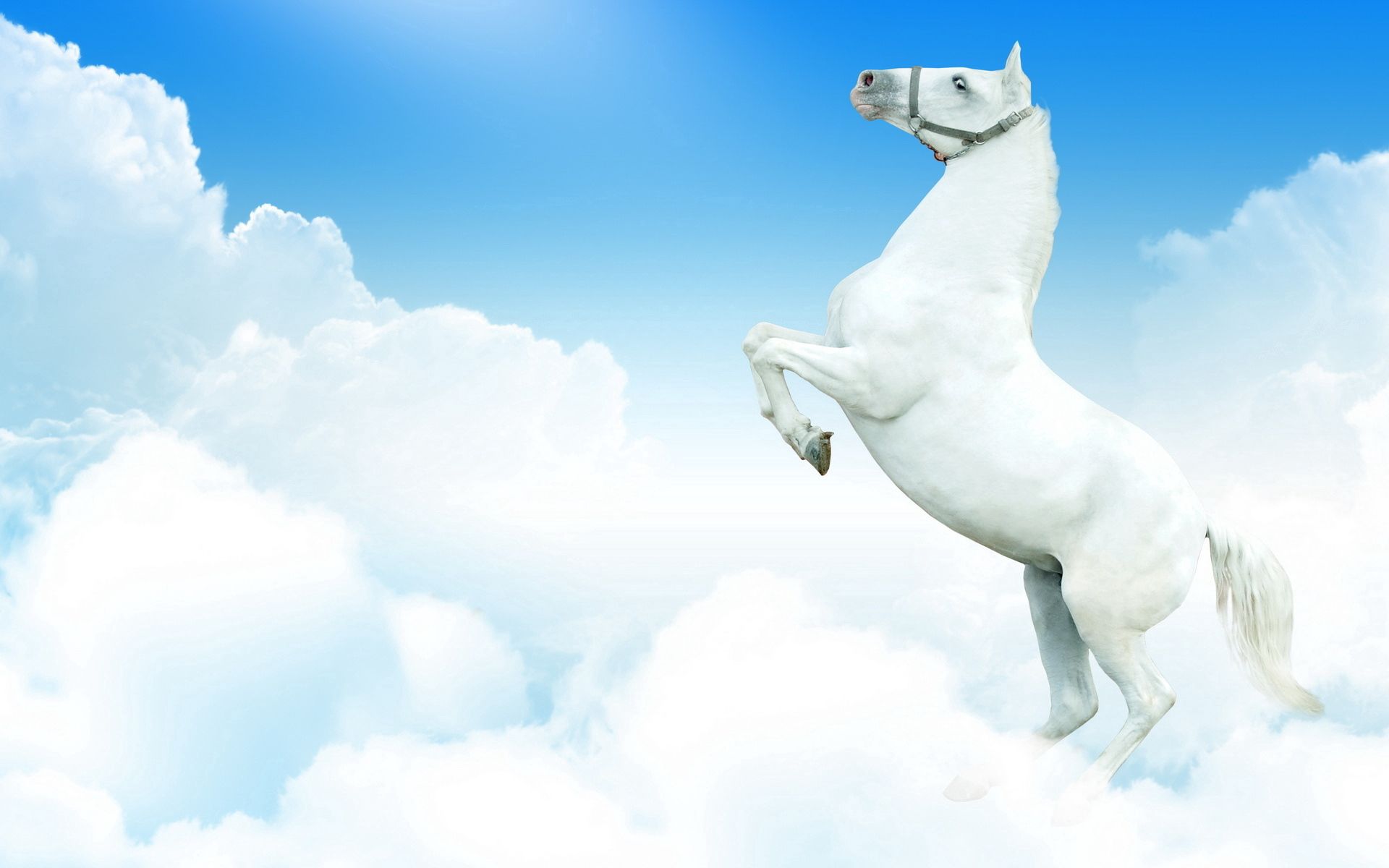 90979 Hintergrundbild herunterladen pferd, tiere, clouds, prallen, springen - Bildschirmschoner und Bilder kostenlos