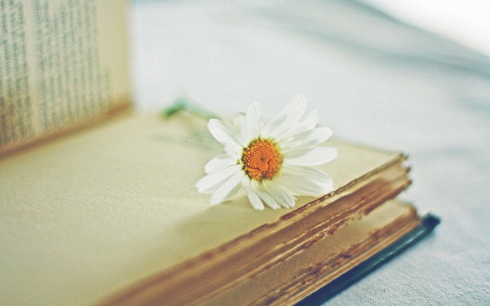 flowers, camomile, flower, blur, smooth, book, chamomile, pages, page 4K