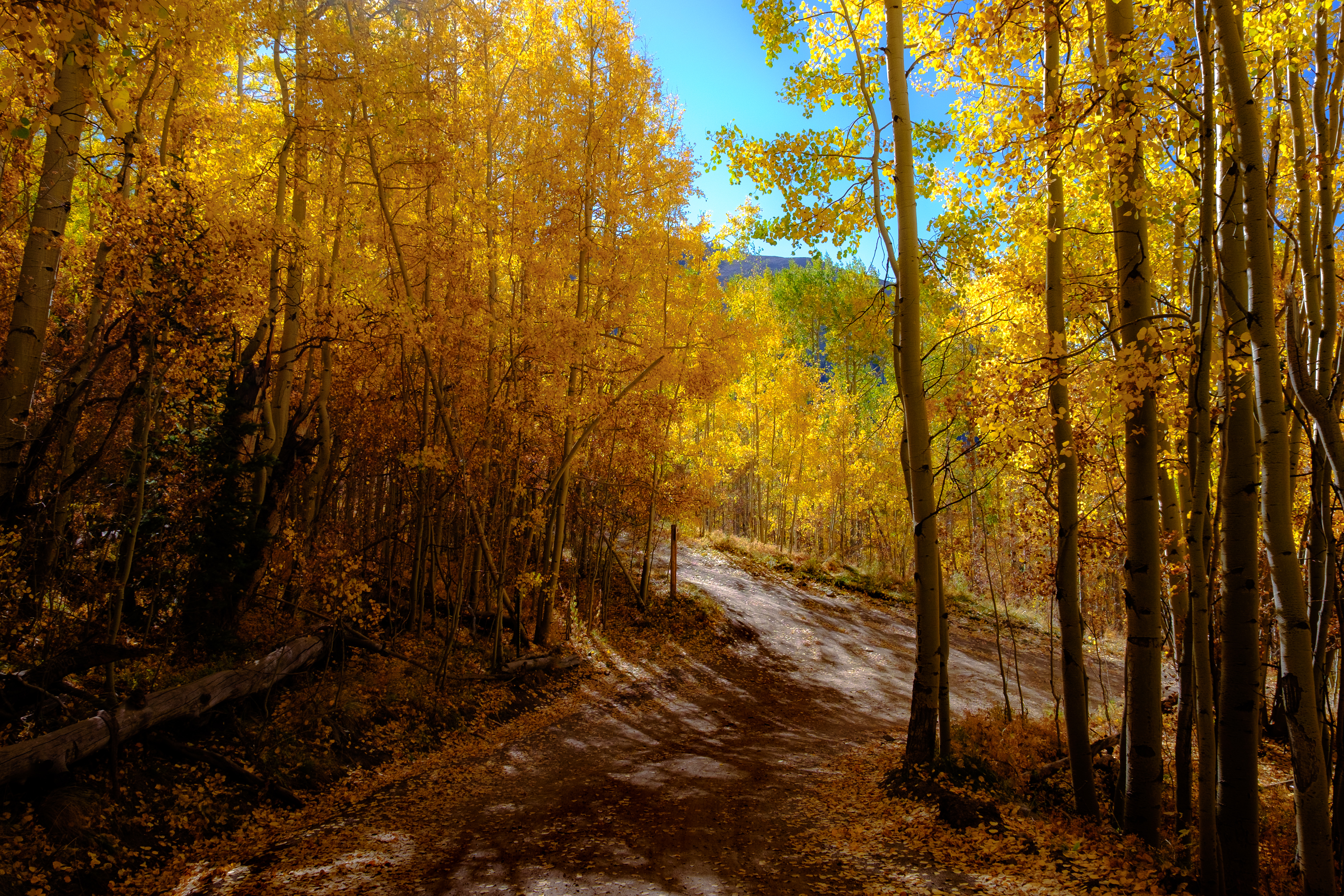 path, autumn, mountains, forest Free HD pic