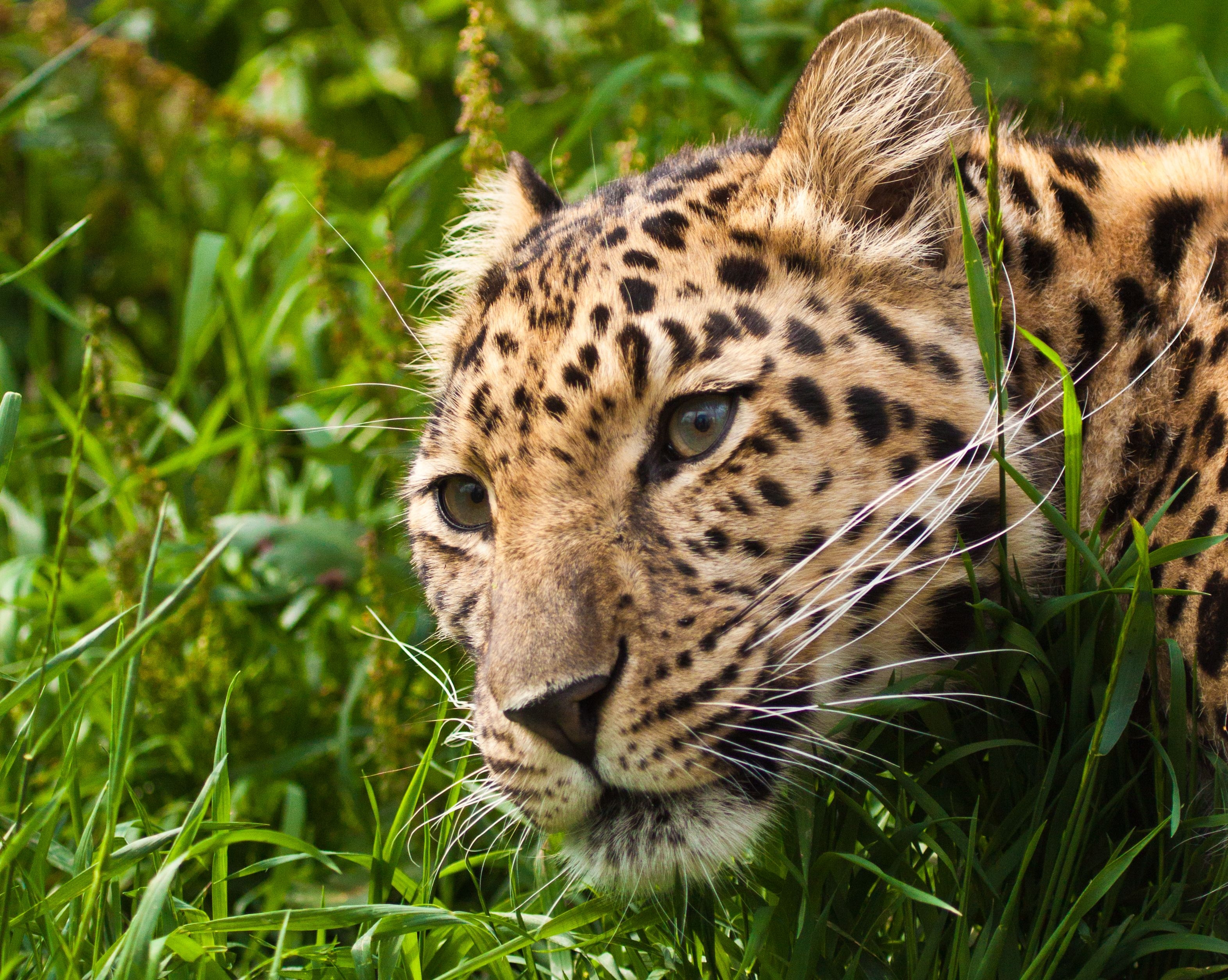 52467 Bild herunterladen tiere, grass, leopard, schnauze, sicht, meinung - Hintergrundbilder und Bildschirmschoner kostenlos