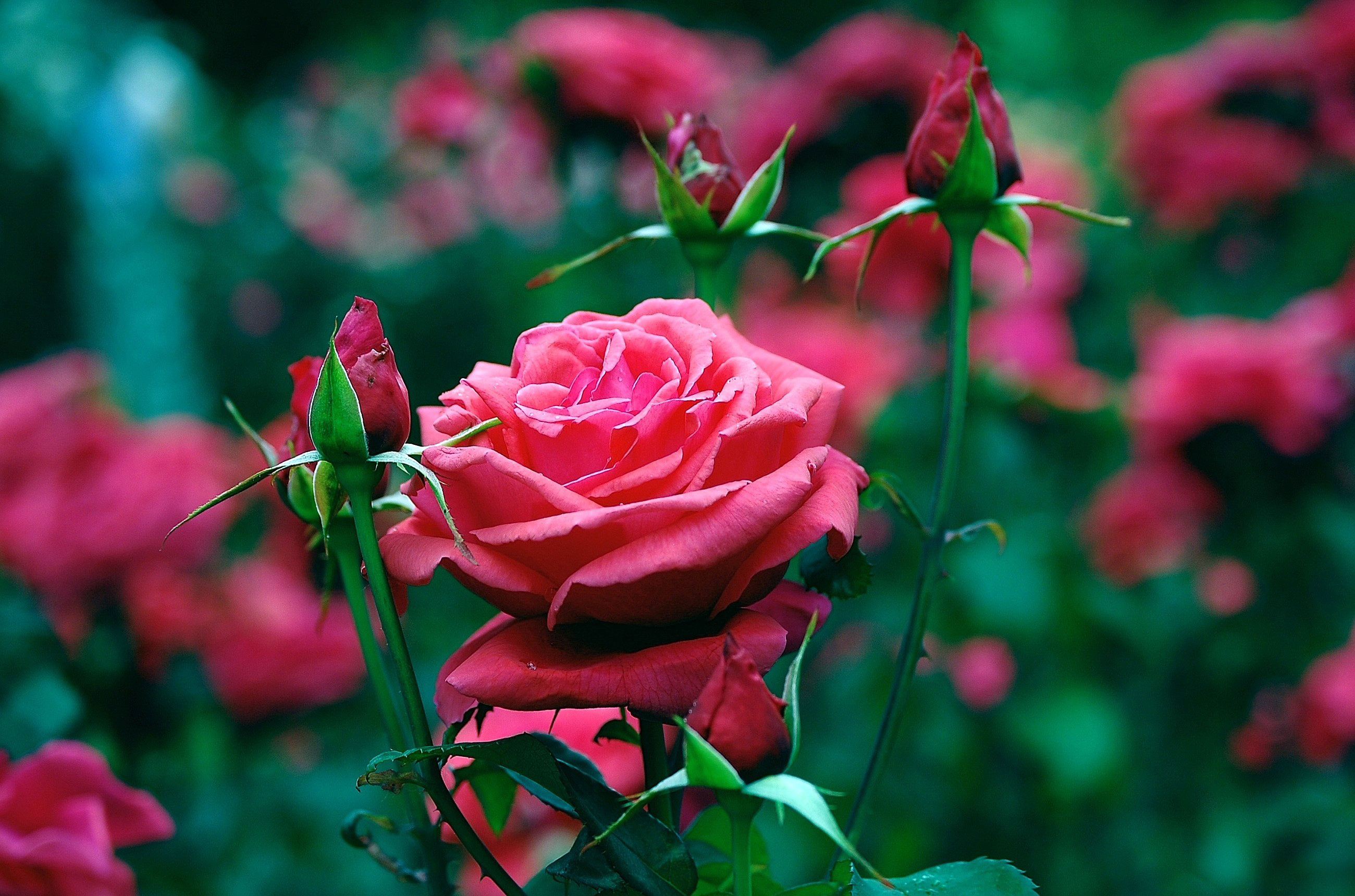 44969 Заставки и Обои Розы на телефон. Скачать красные, растения, цветы картинки бесплатно