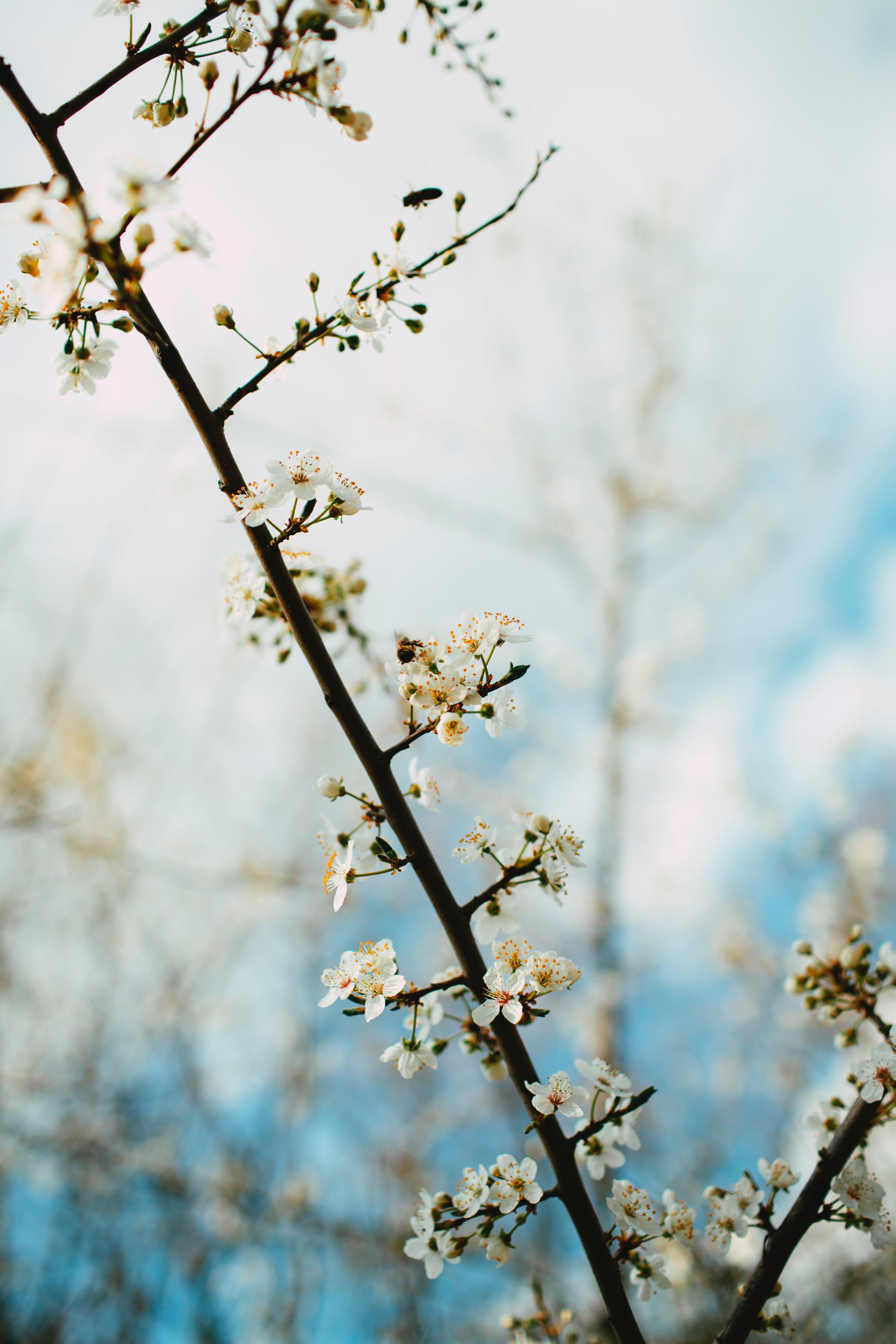 bloom, flowers, flowering, branch Focus HQ Background Images