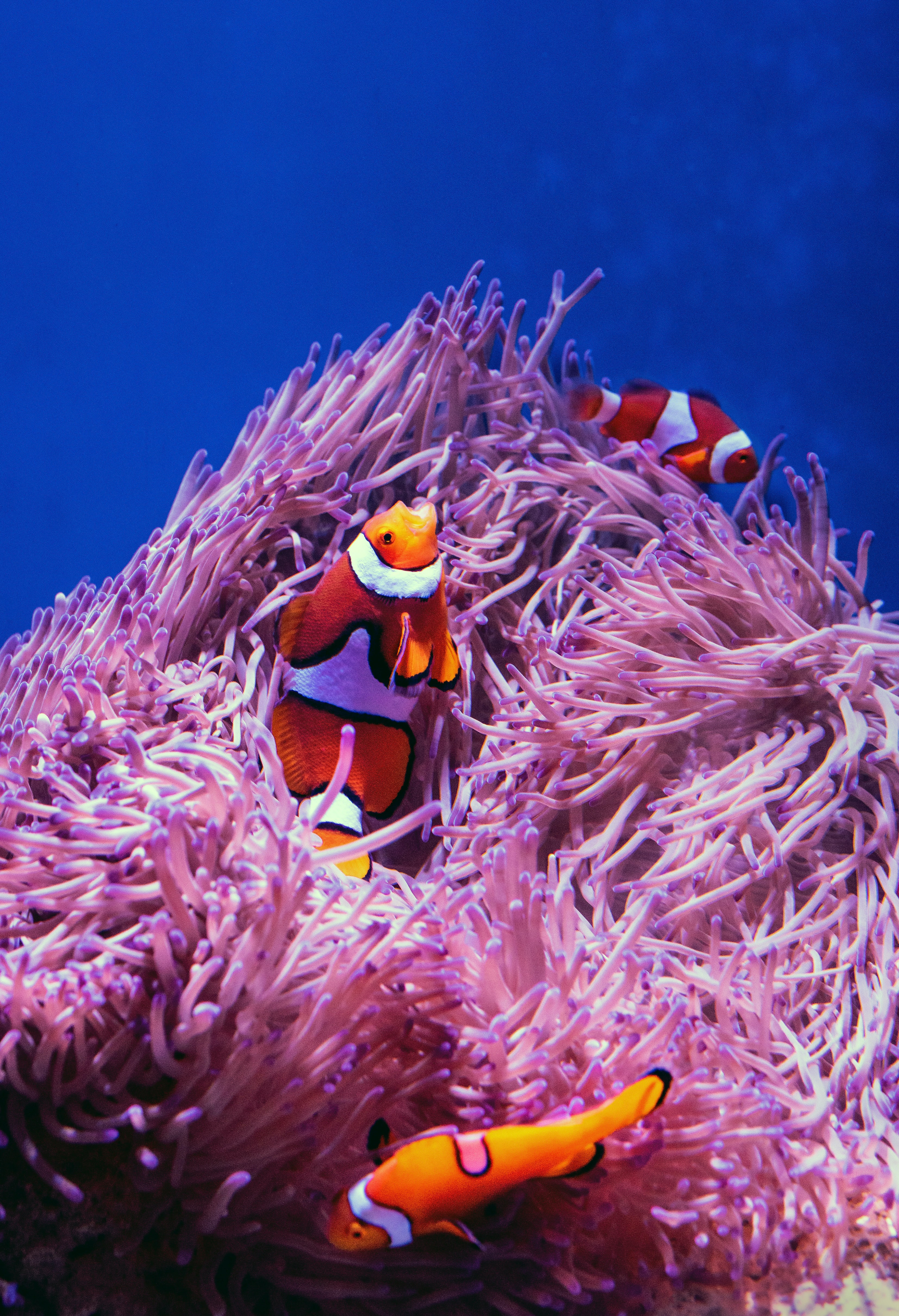 Laden Sie das Tiere, Koralle, Clownfische, Ein Fisch, Fisch, Riff, Reef, Fischclown-Bild kostenlos auf Ihren PC-Desktop herunter