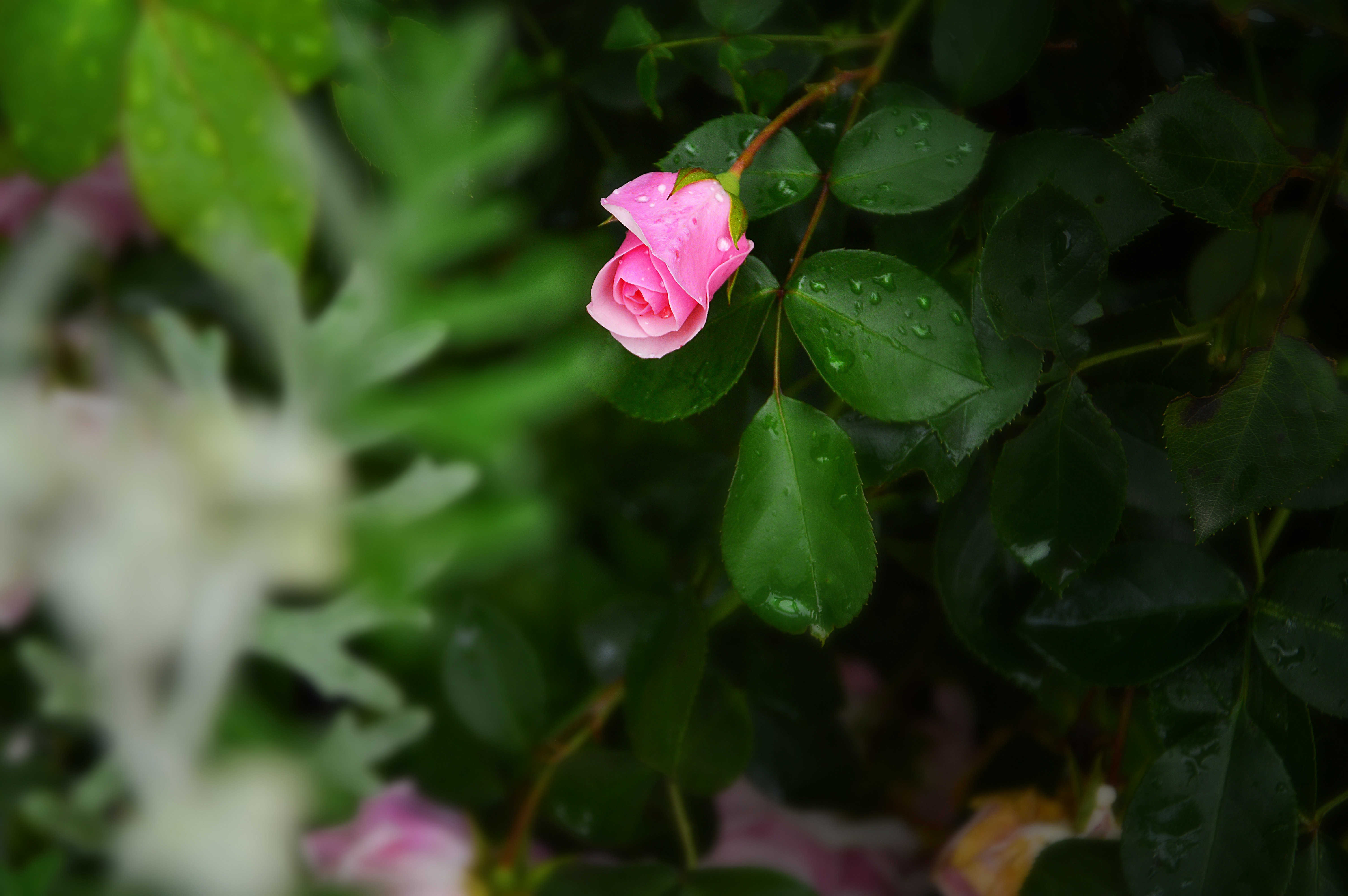 drops, flower, flowers, bush, rose flower, rose, bud 4K Ultra