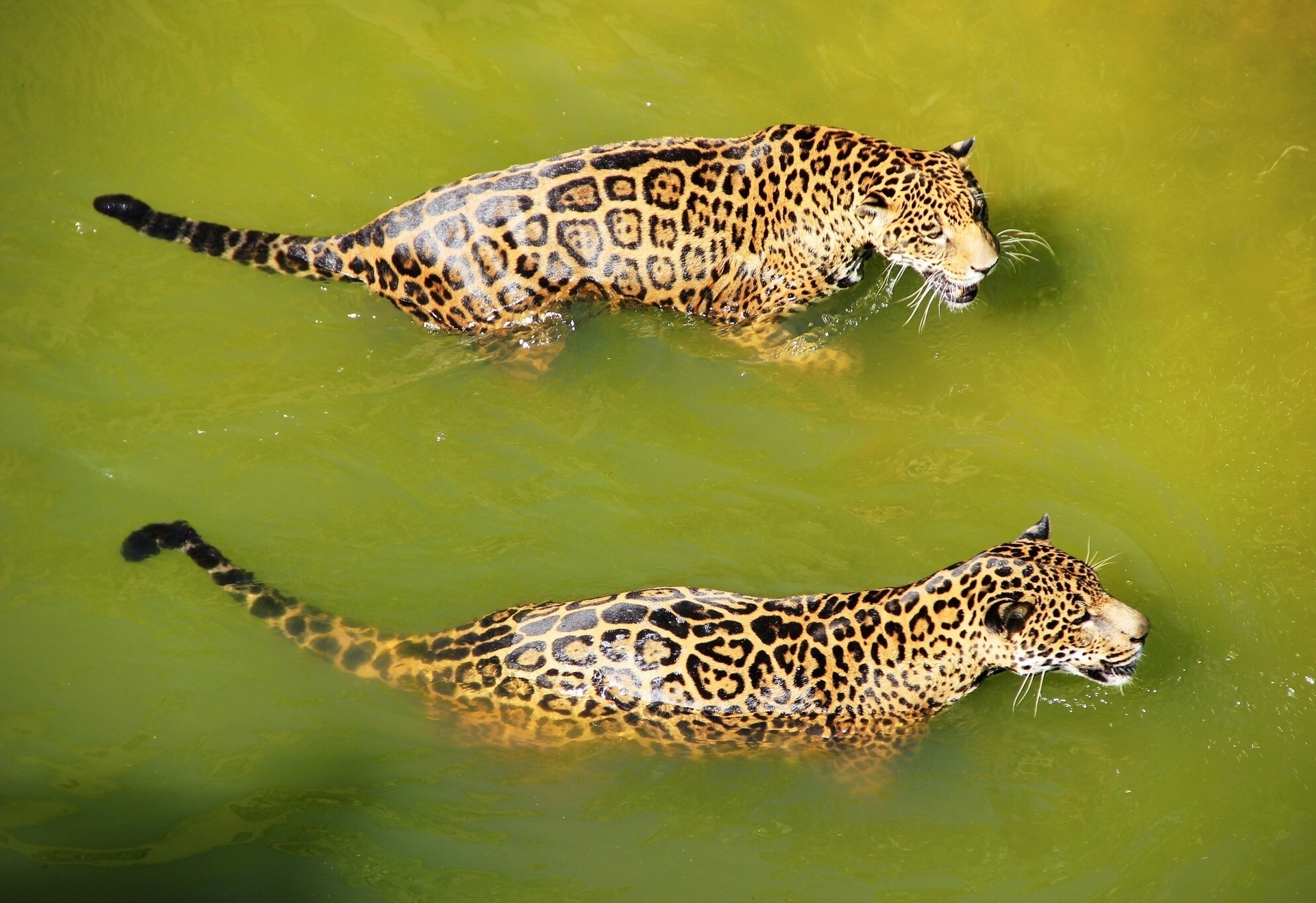 animals, water, leopards, predators, to swim, swim, big cats