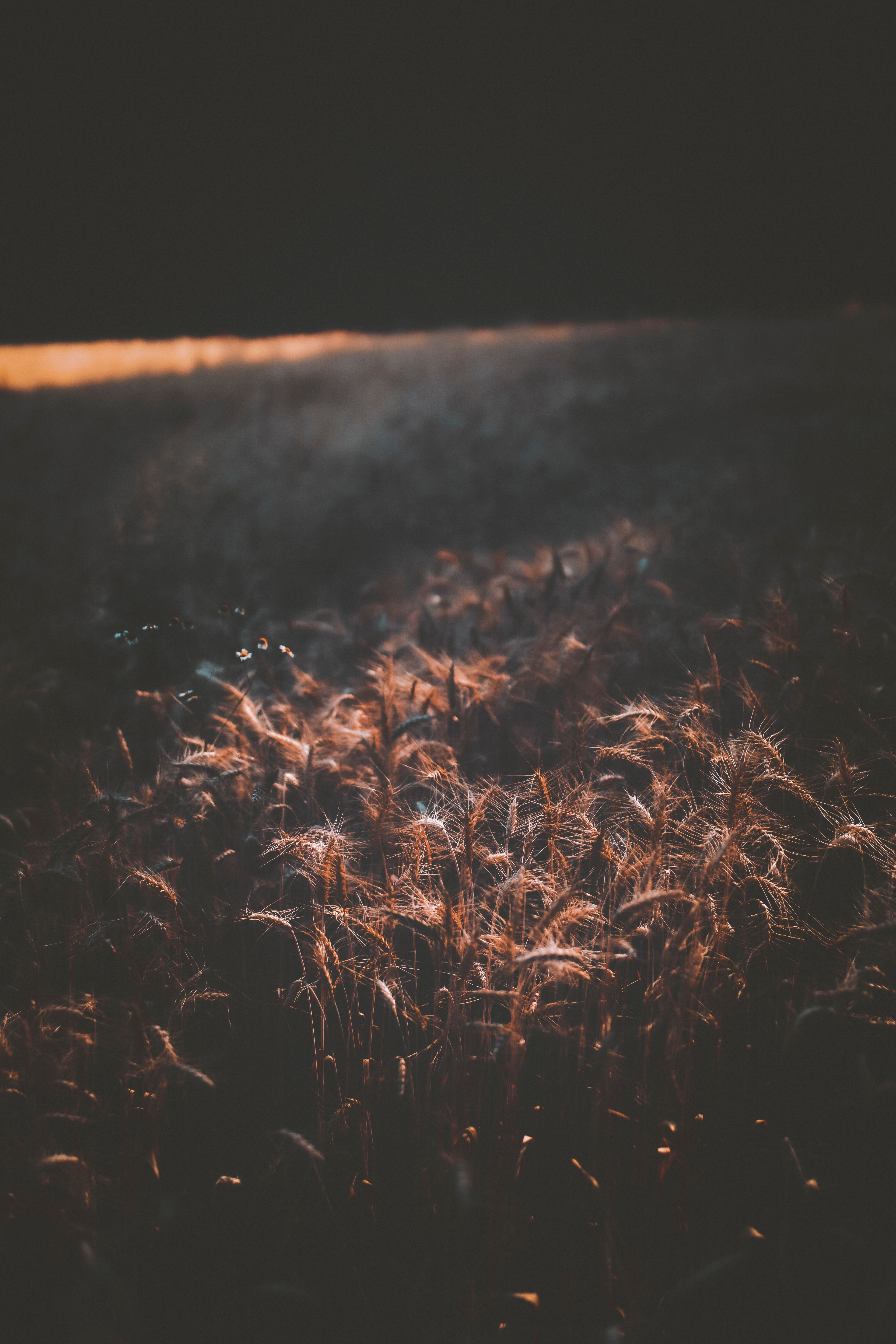 wheat, cones, dark, field, shadow, spikelets