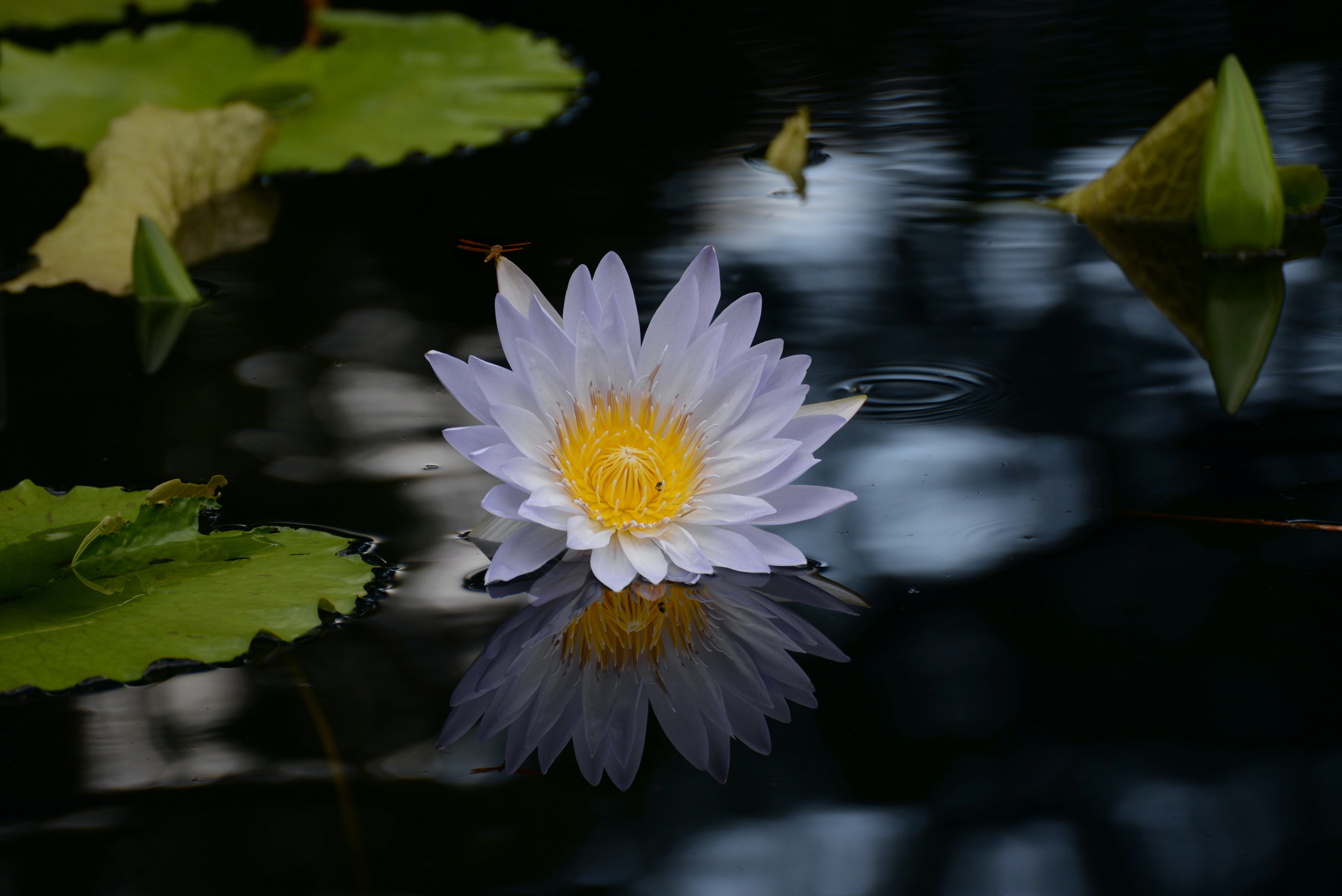 Smartphone Background flower, flowers, basin, water