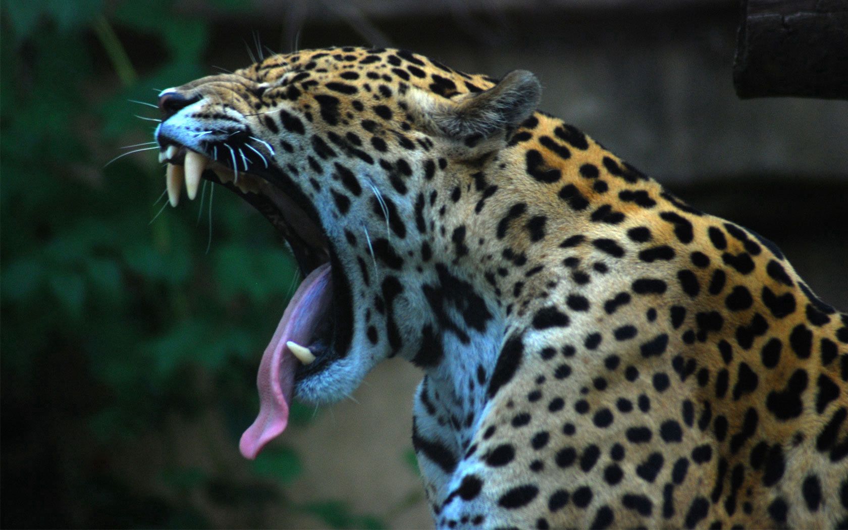52118 Bild herunterladen tiere, jaguar, grinsen, grin, gefleckt, fleckig, zunge, sprache - Hintergrundbilder und Bildschirmschoner kostenlos