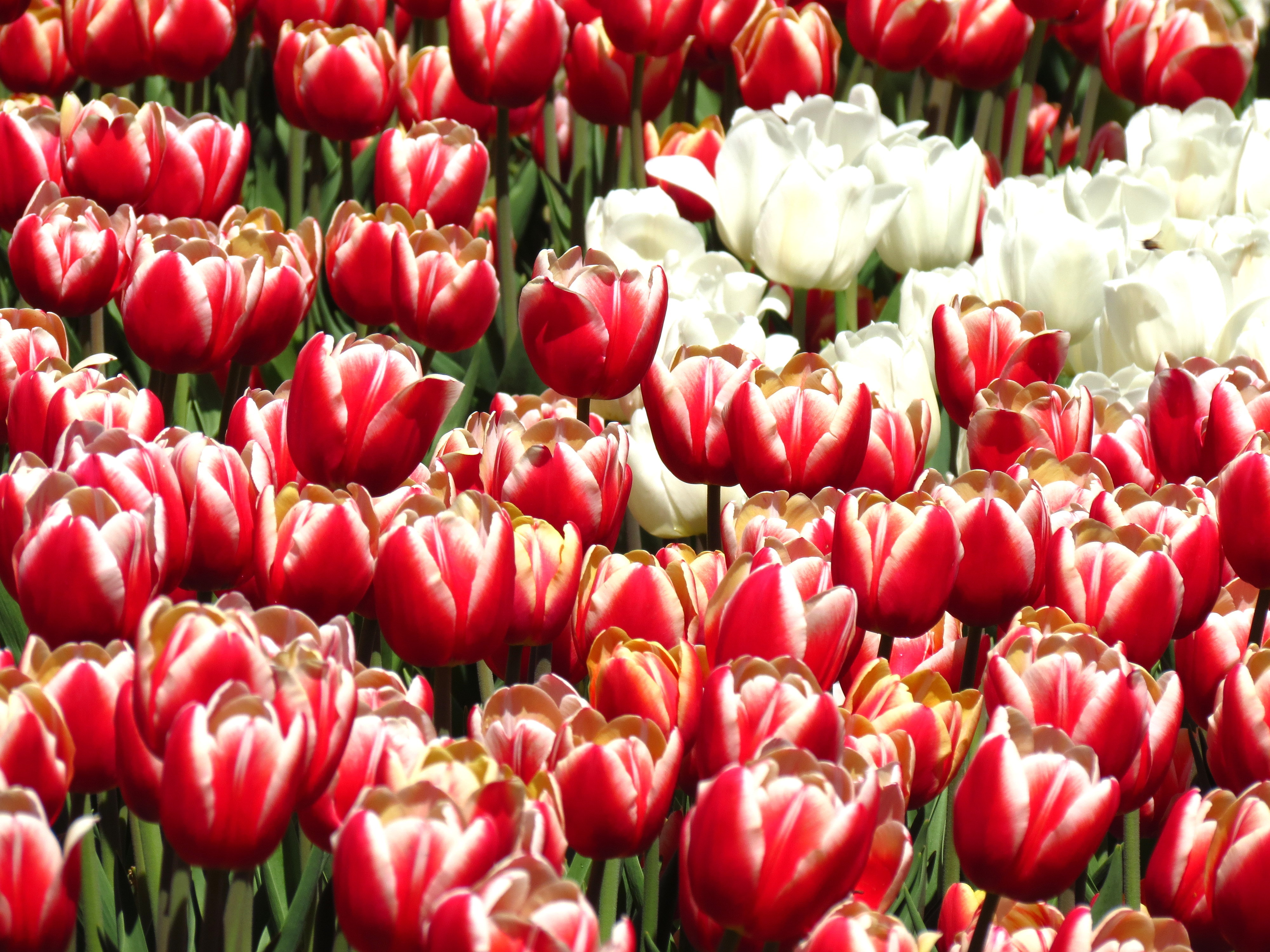 Laden Sie das Tulpen, Blumen, Pflanzen, Hintergrund-Bild kostenlos auf Ihren PC-Desktop herunter
