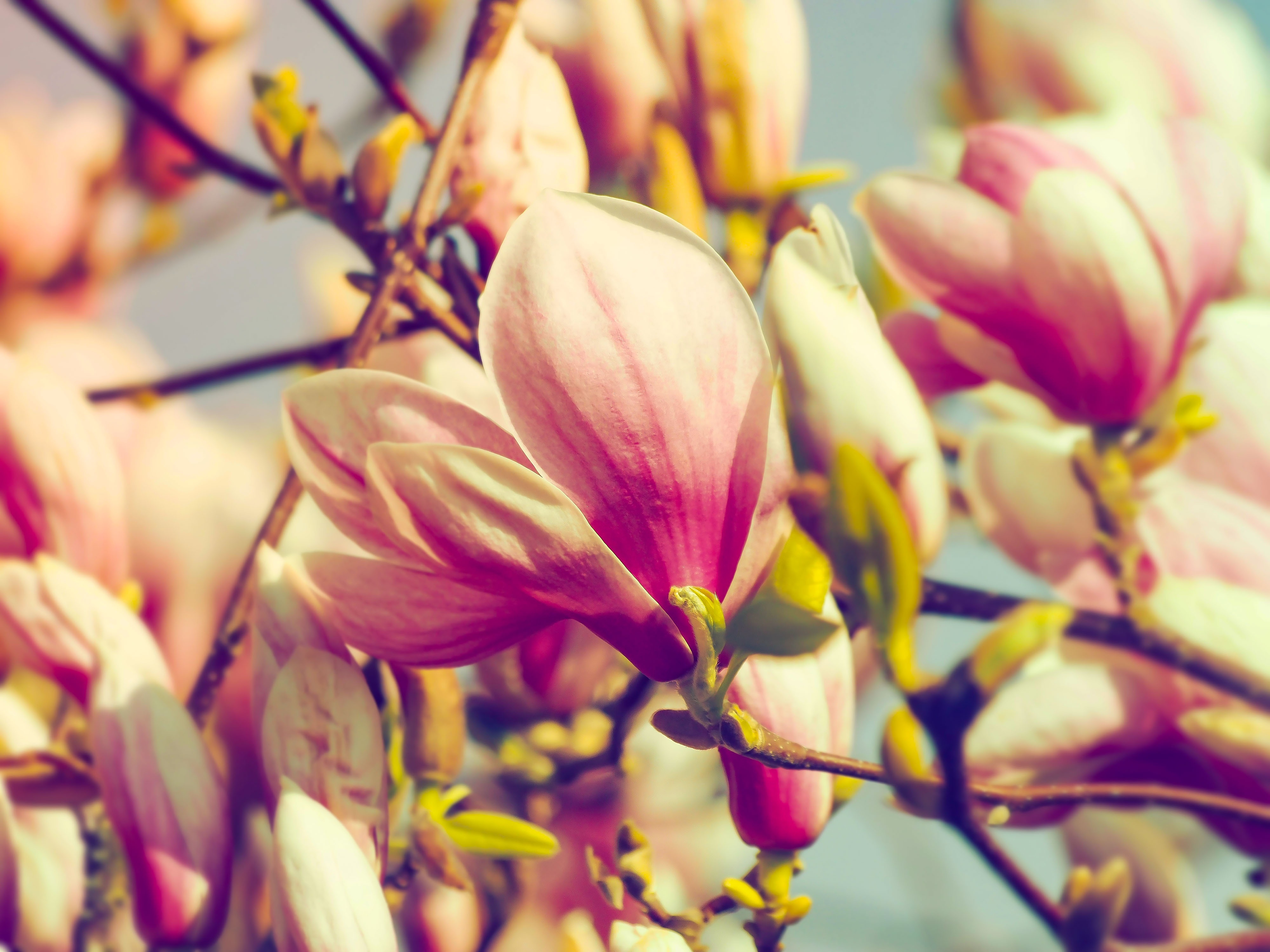 100850 Hintergrundbild herunterladen blumen, blütenblätter, ast, zweig, magnolie, magnolia - Bildschirmschoner und Bilder kostenlos
