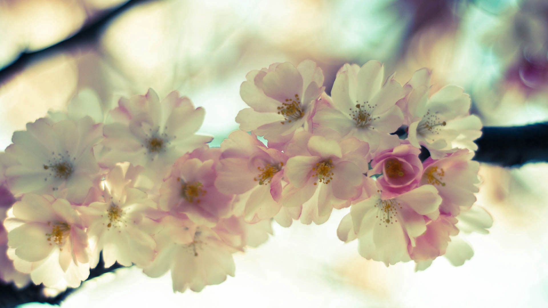 Laden Sie das Frühling, Blumen, Makro, Blühen, Blühenden-Bild kostenlos auf Ihren PC-Desktop herunter
