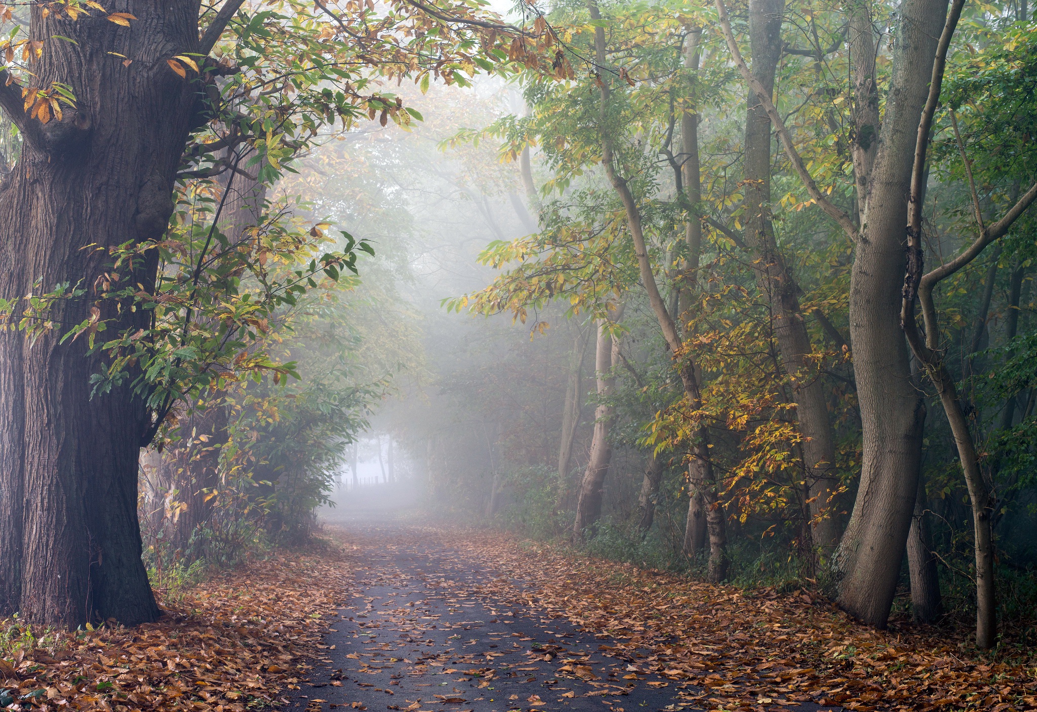 Осень дерево туман