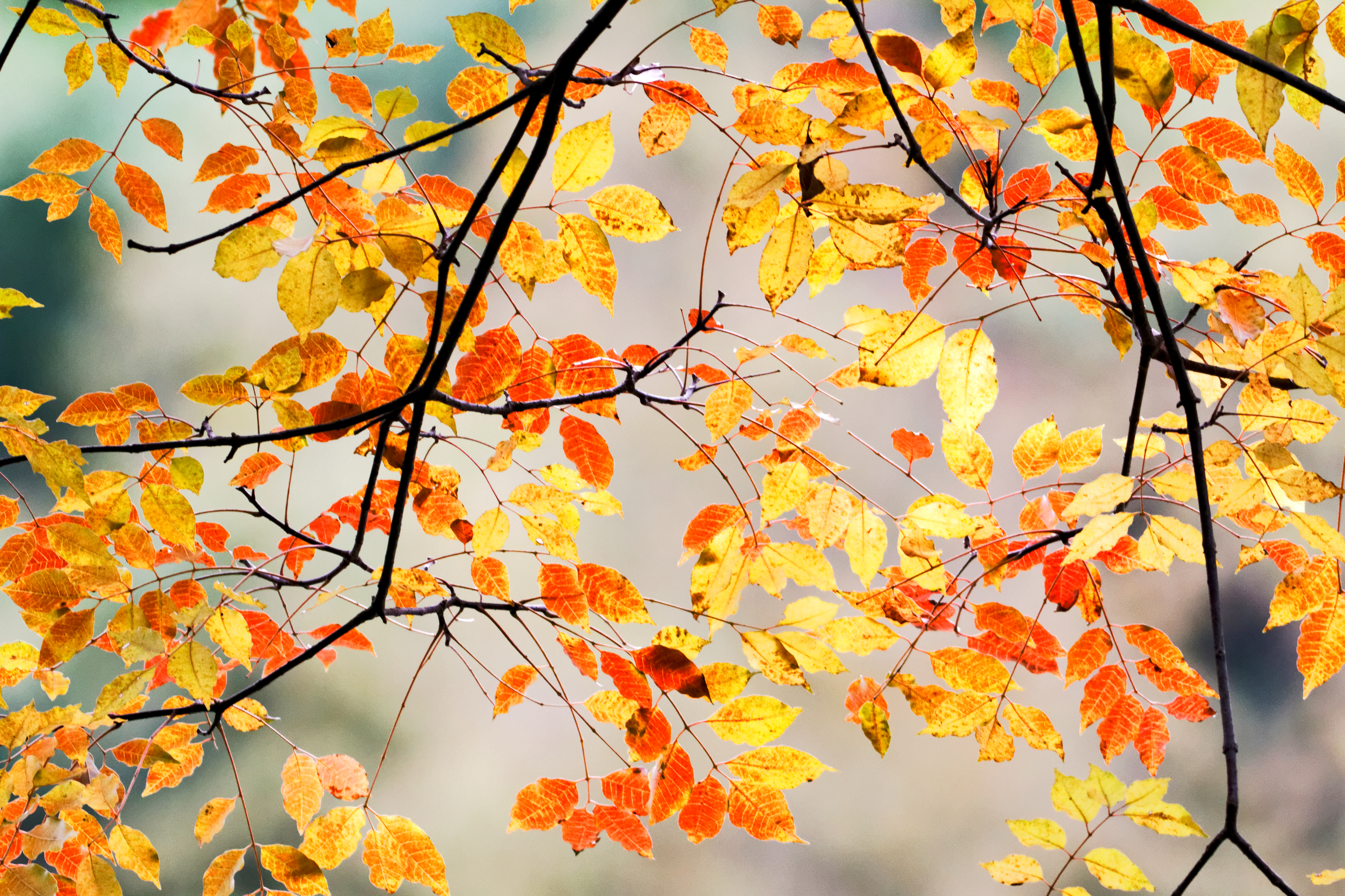 macro, nature, autumn, leaves, branches mobile wallpaper