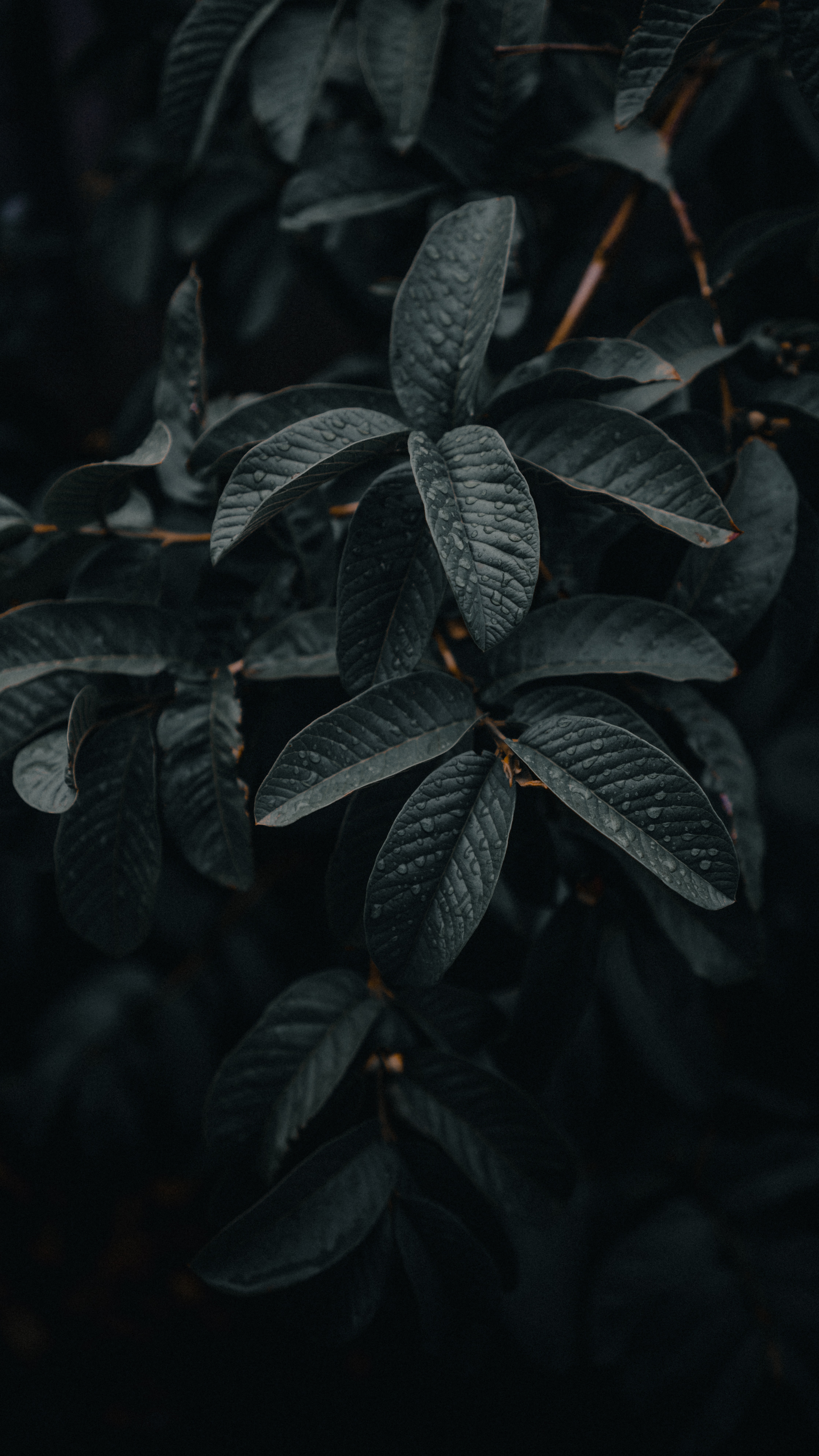 plant, leaves, macro, wet, branches Full HD