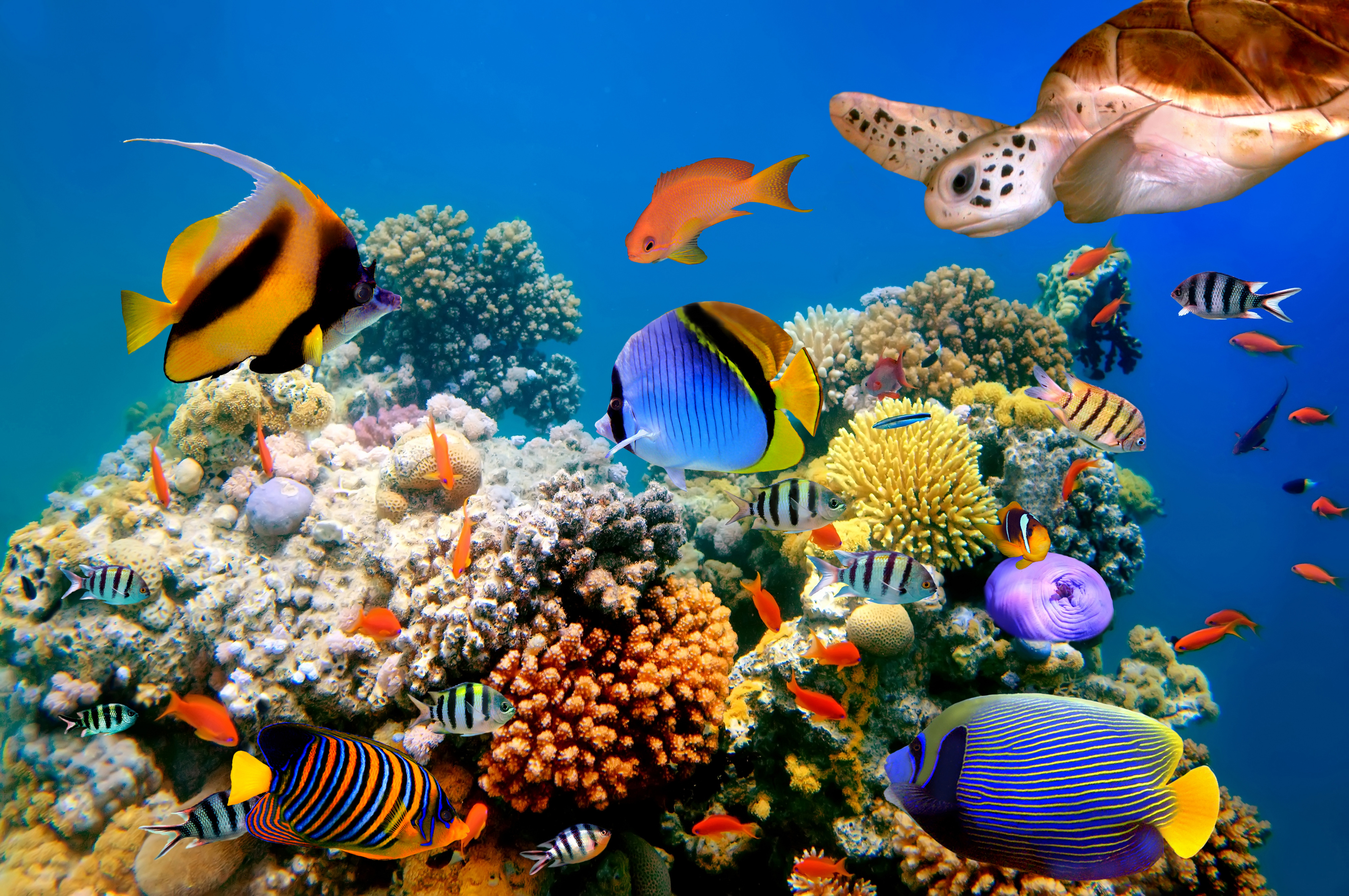 coral reef, fishes, turtle, underwater, fish, animal 4K Ultra