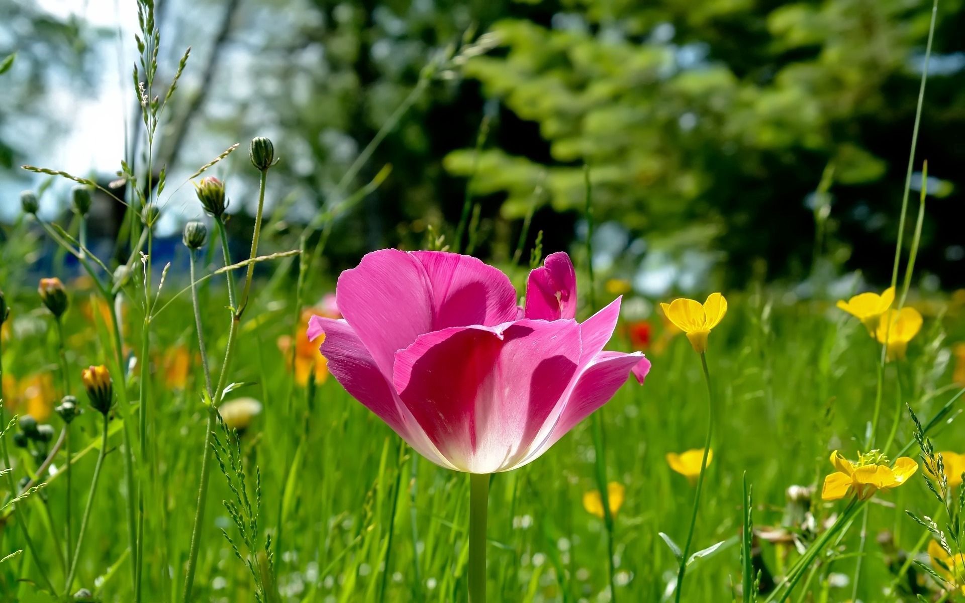 104741 Bildschirmschoner und Hintergrundbilder Tulpe auf Ihrem Telefon. Laden Sie blumen, grass, schönheit, polyana, glade, tulpe, tulip, sonnig, sonnigen Bilder kostenlos herunter