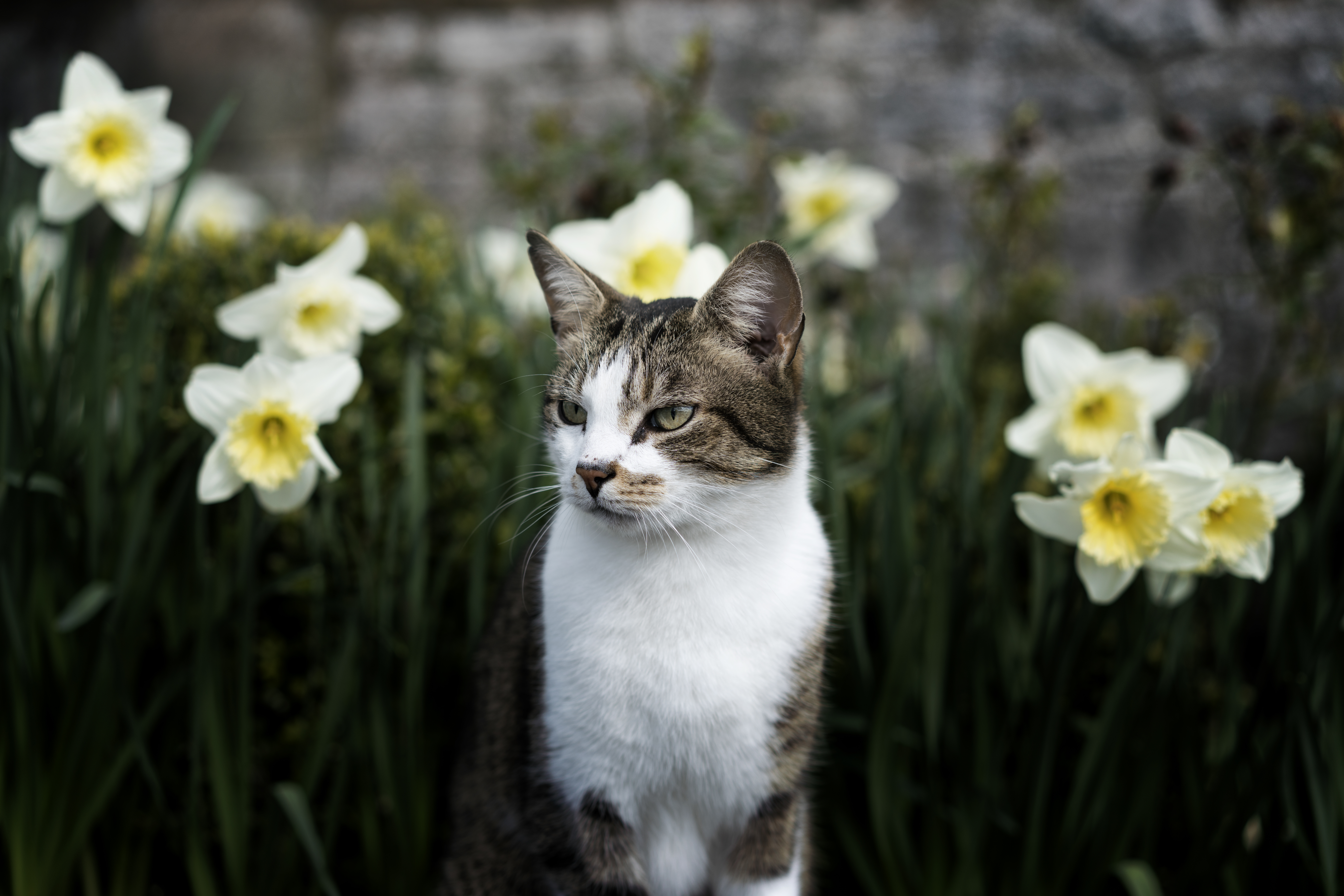 wallpapers animal, animals, flowers, cat, pet, sight, opinion