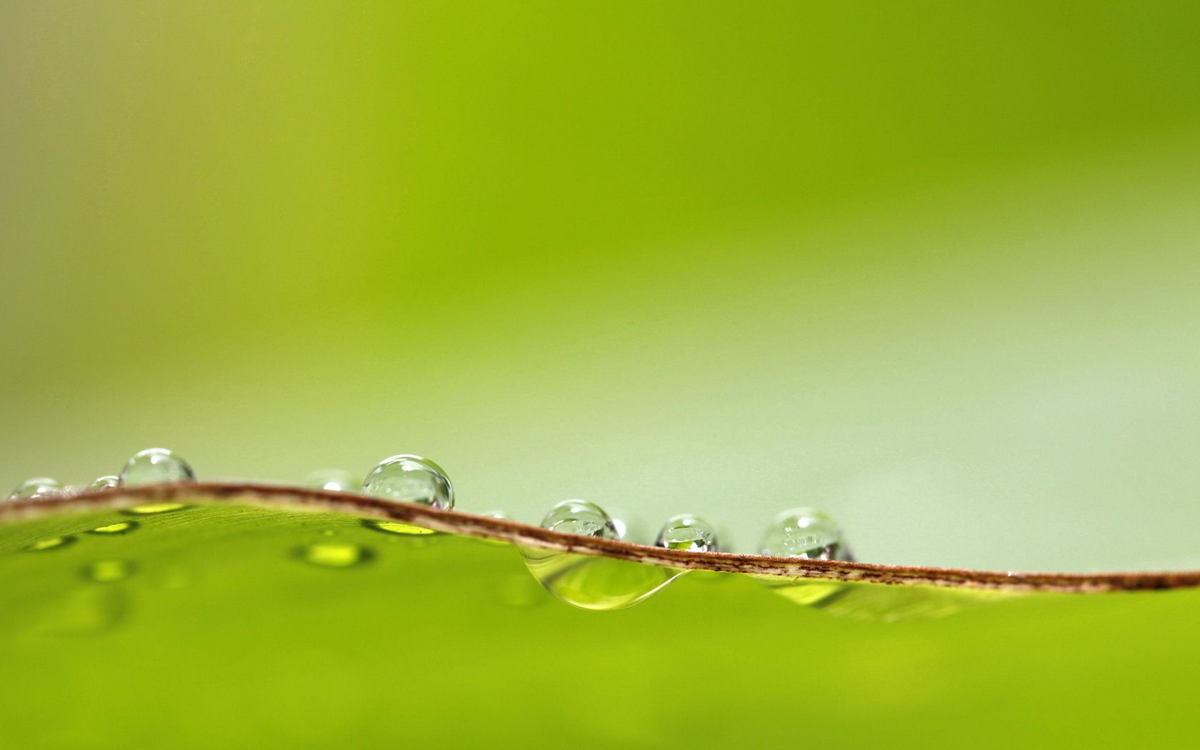 sheet, surface, drops, dew Panoramic Wallpapers
