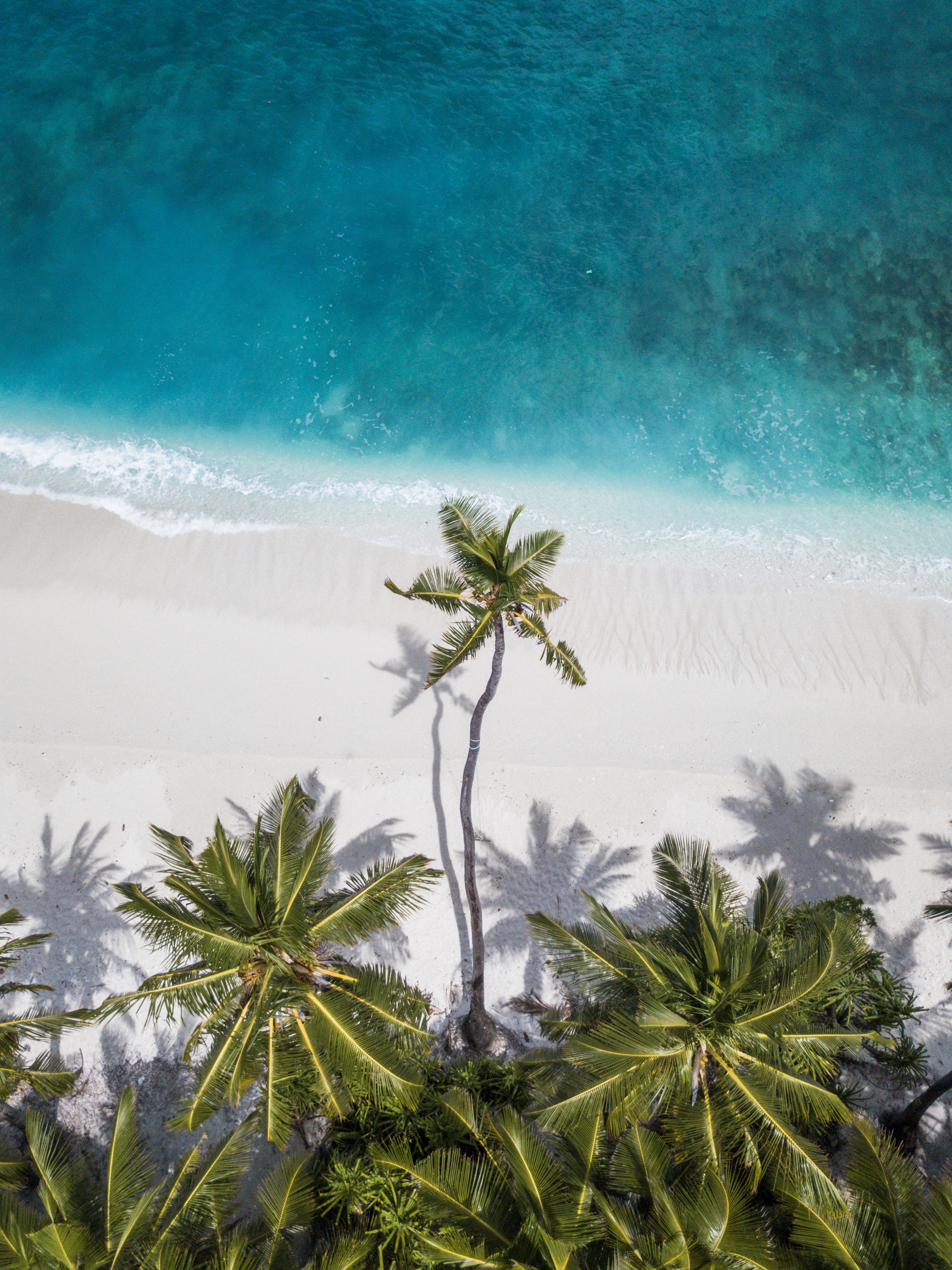 手機的86548屏保和壁紙海岸。 免費下載 棕榈, 顶视图, 支撑, 马尔代夫 圖片