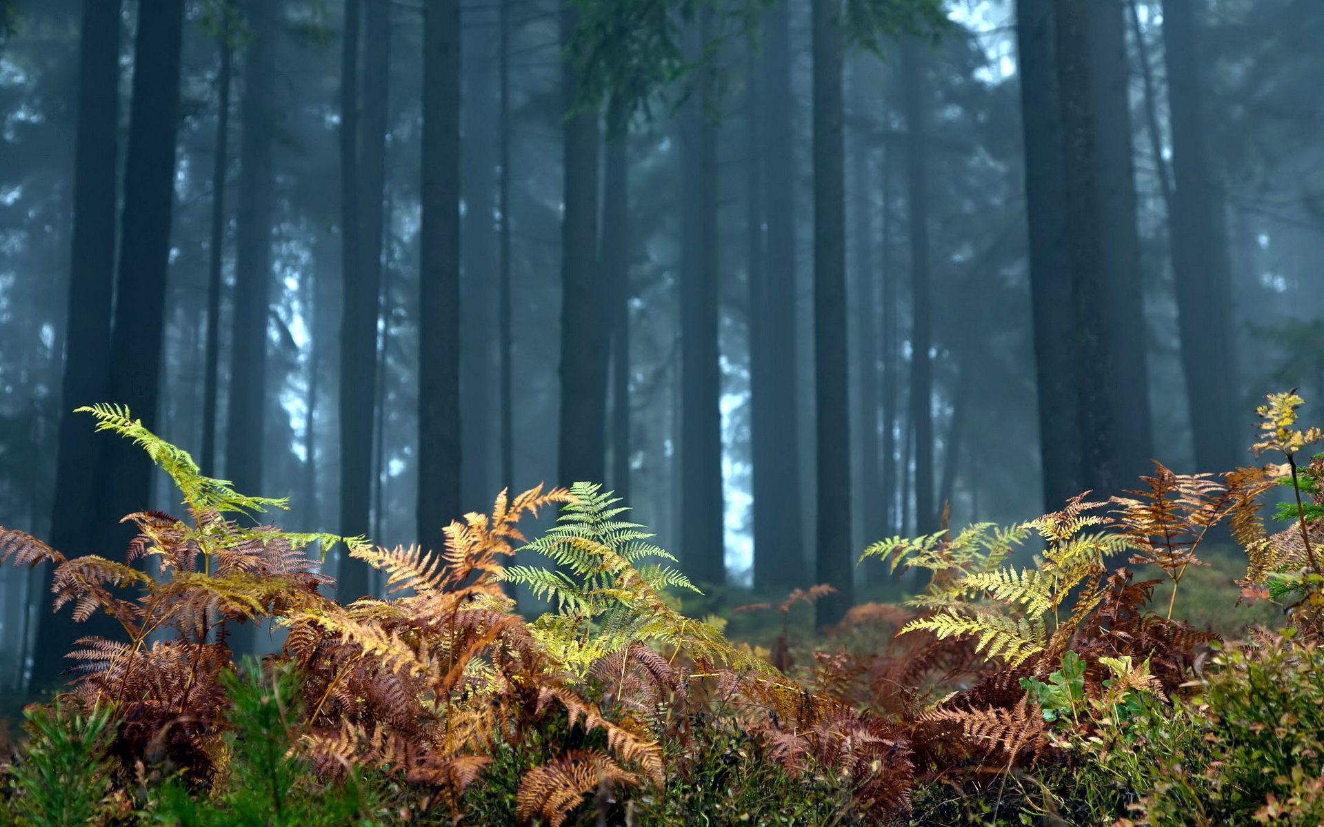 trees, foreground, fern, autumn Nature Desktop Wallpaper