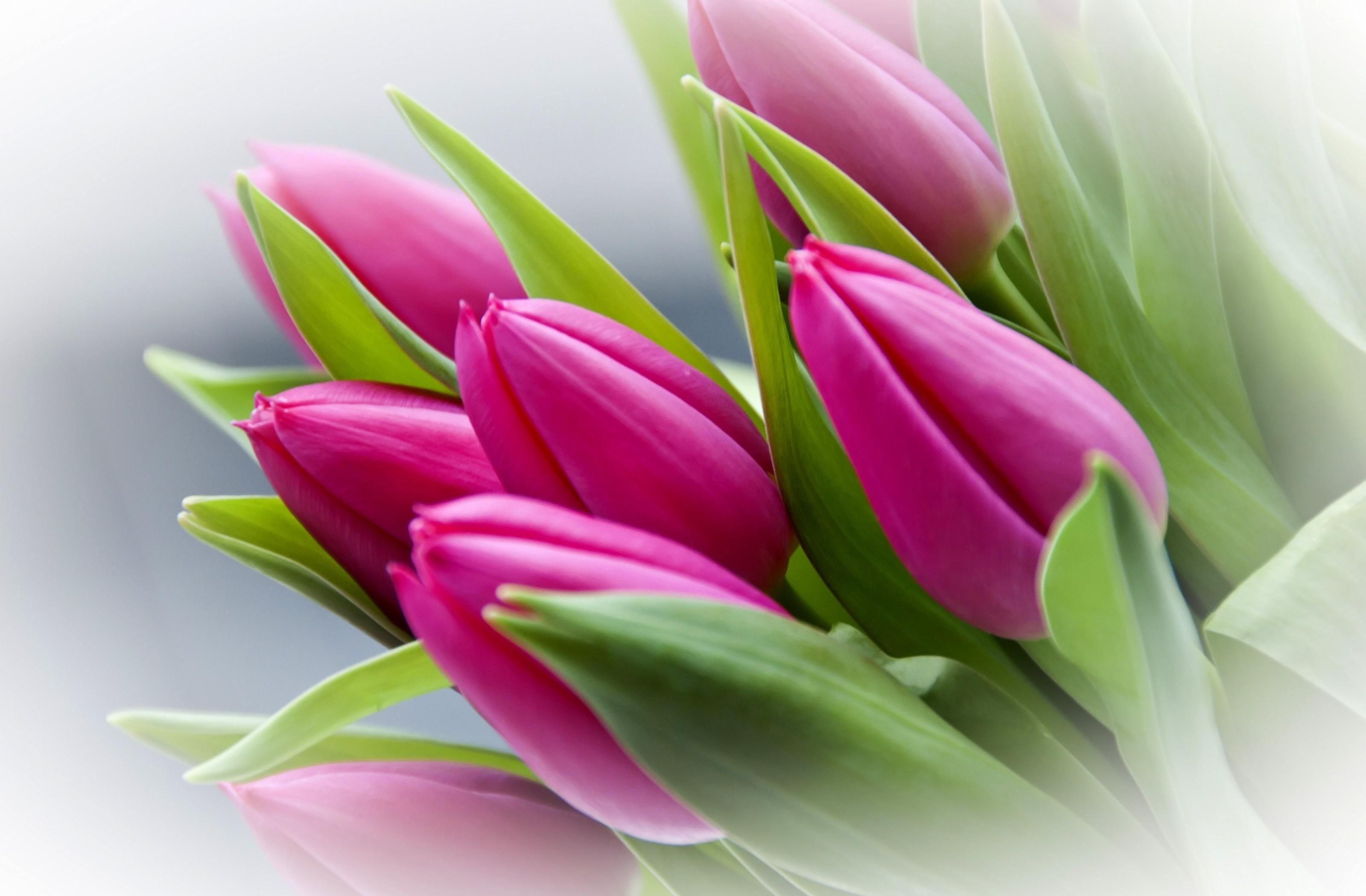 flowers, tulips, blur, smooth, bouquet, buds HD wallpaper