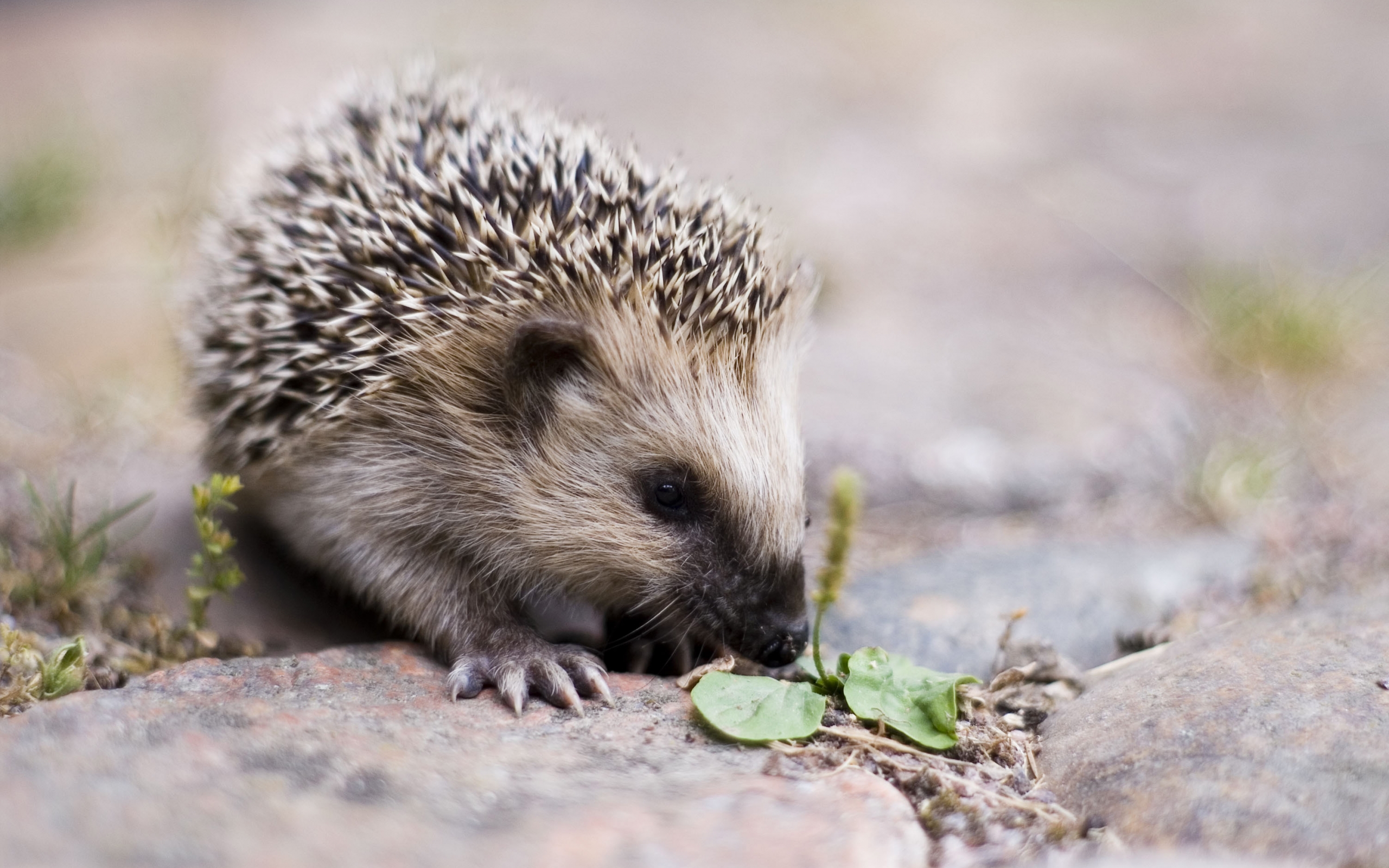 35508 download wallpaper animals, hedgehogs, gray screensavers and pictures for free
