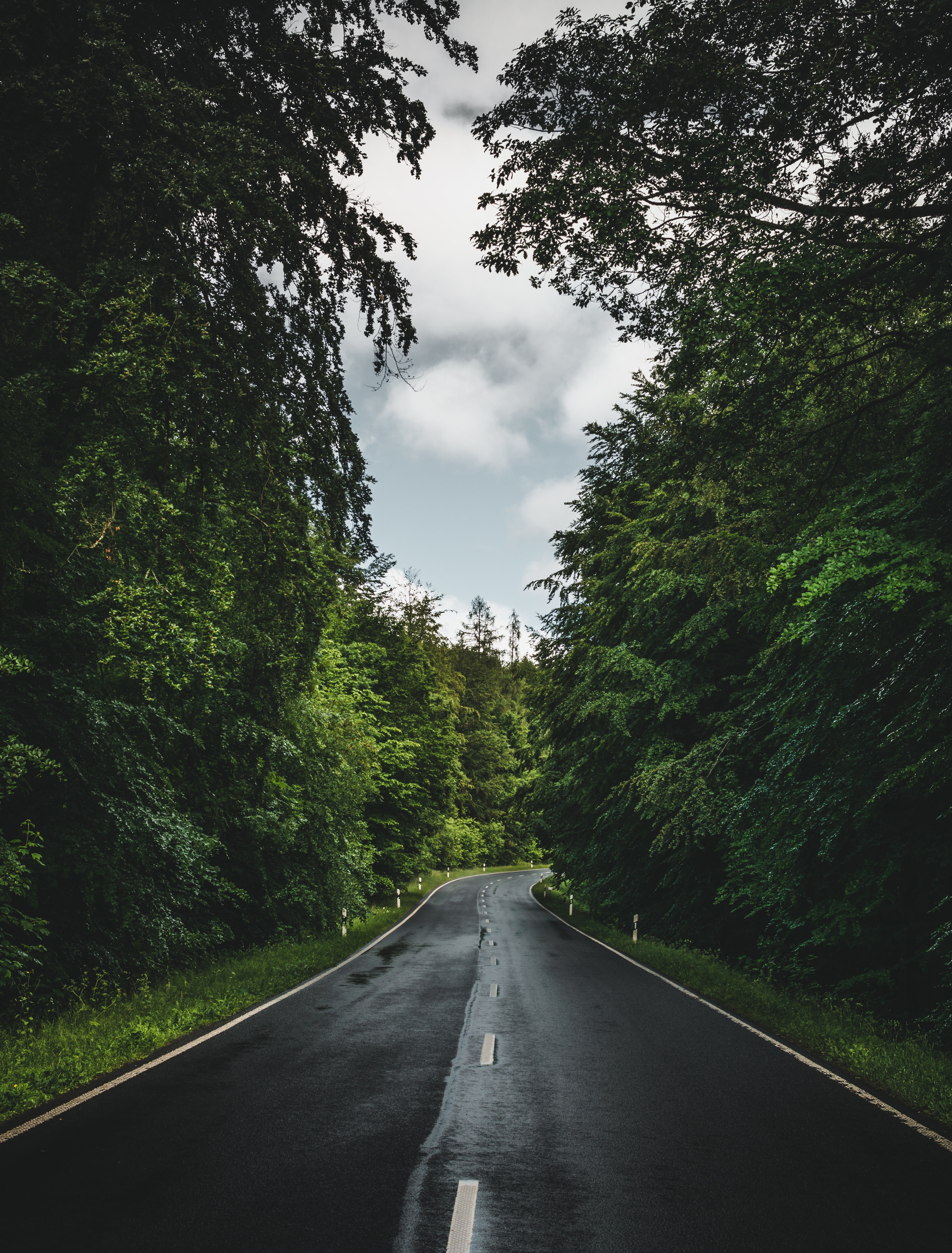 road, nature, forest, trees, sky, markup High Definition image