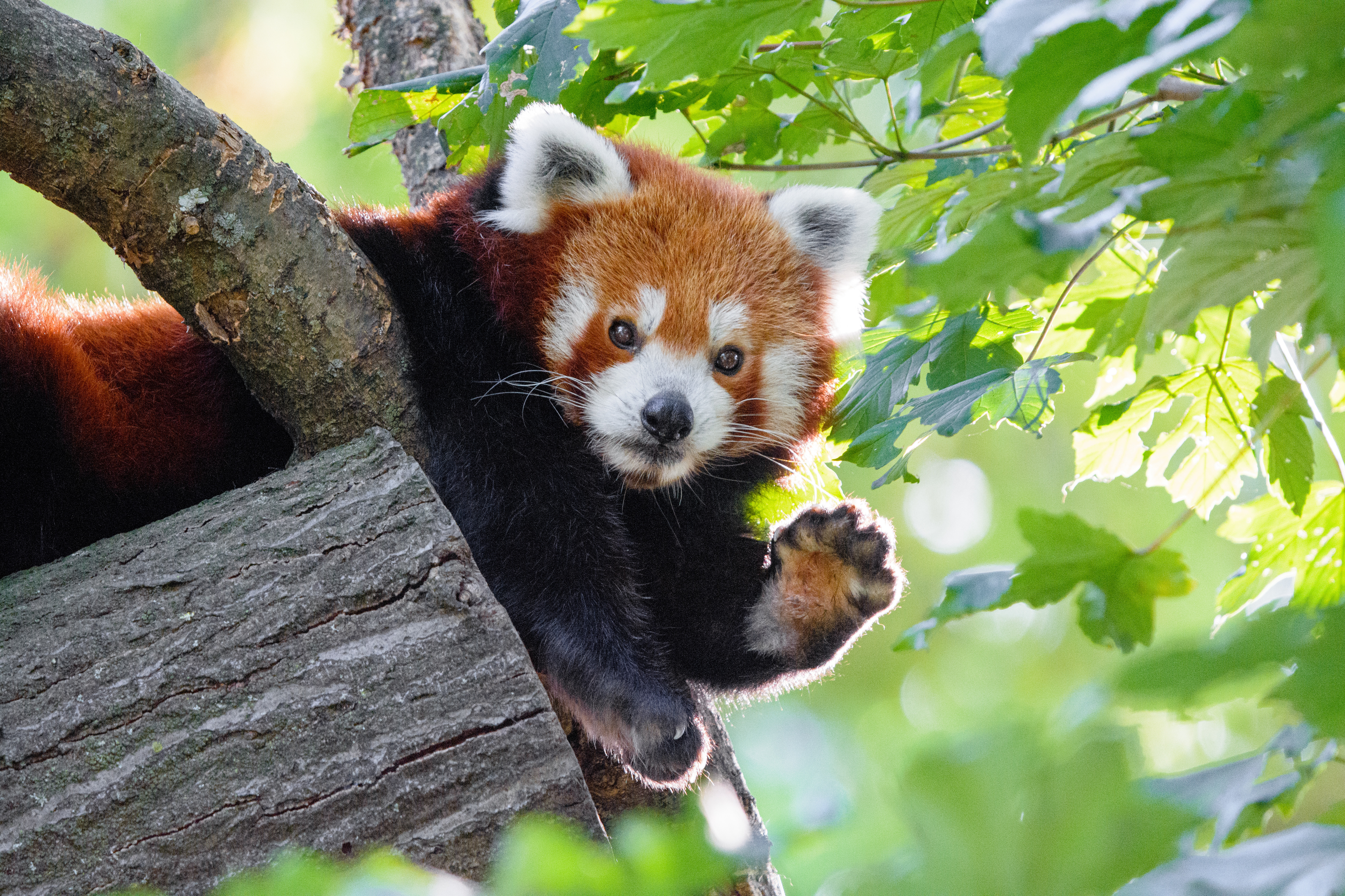 Handy-Wallpaper Tier, Tiere, Komisch, Lustig, Roter Panda, Pfote kostenlos herunterladen.
