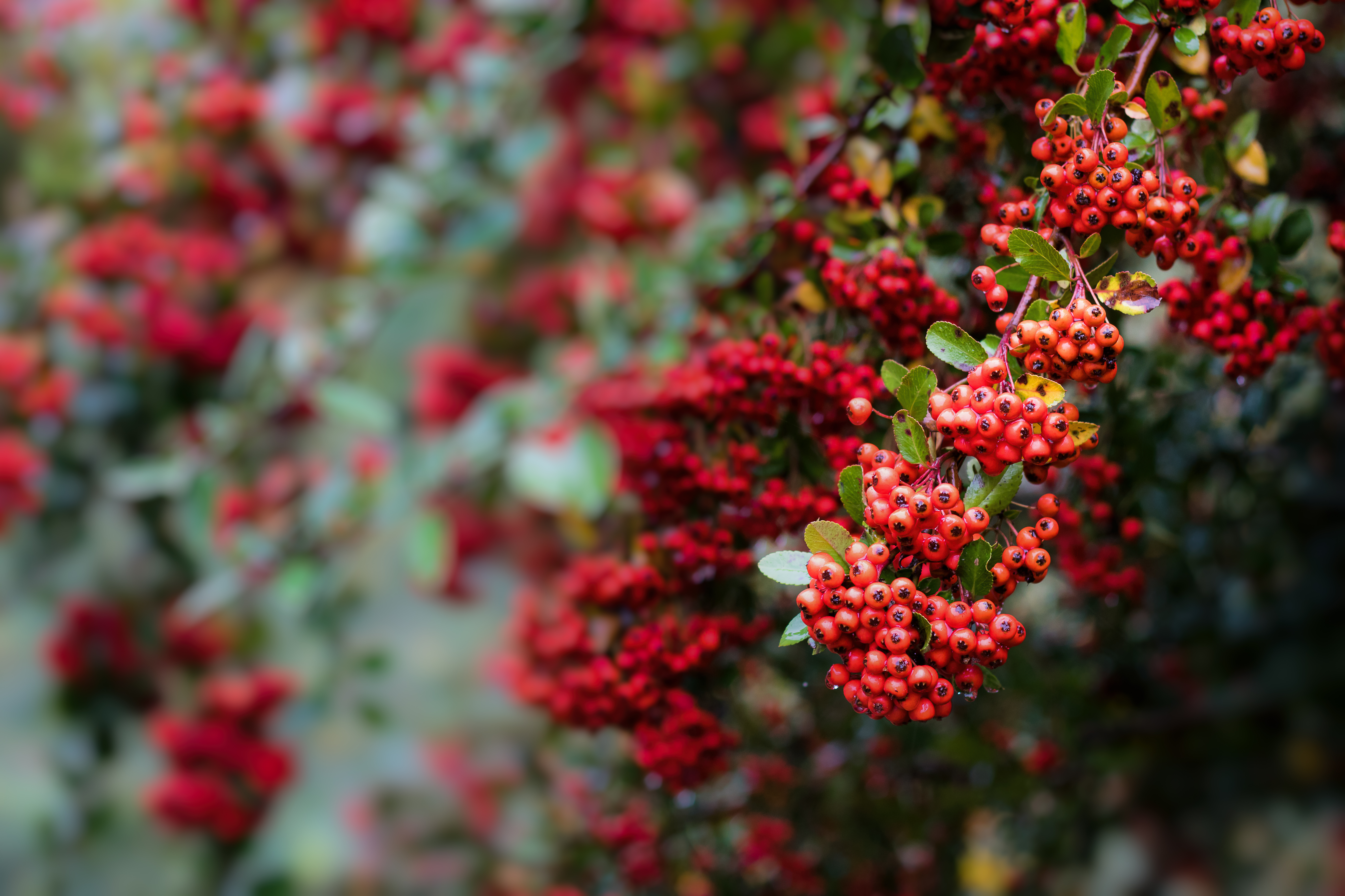 135482 Screensavers and Wallpapers Berry for phone. Download food, leaves, red, branch, berry, rowan pictures for free