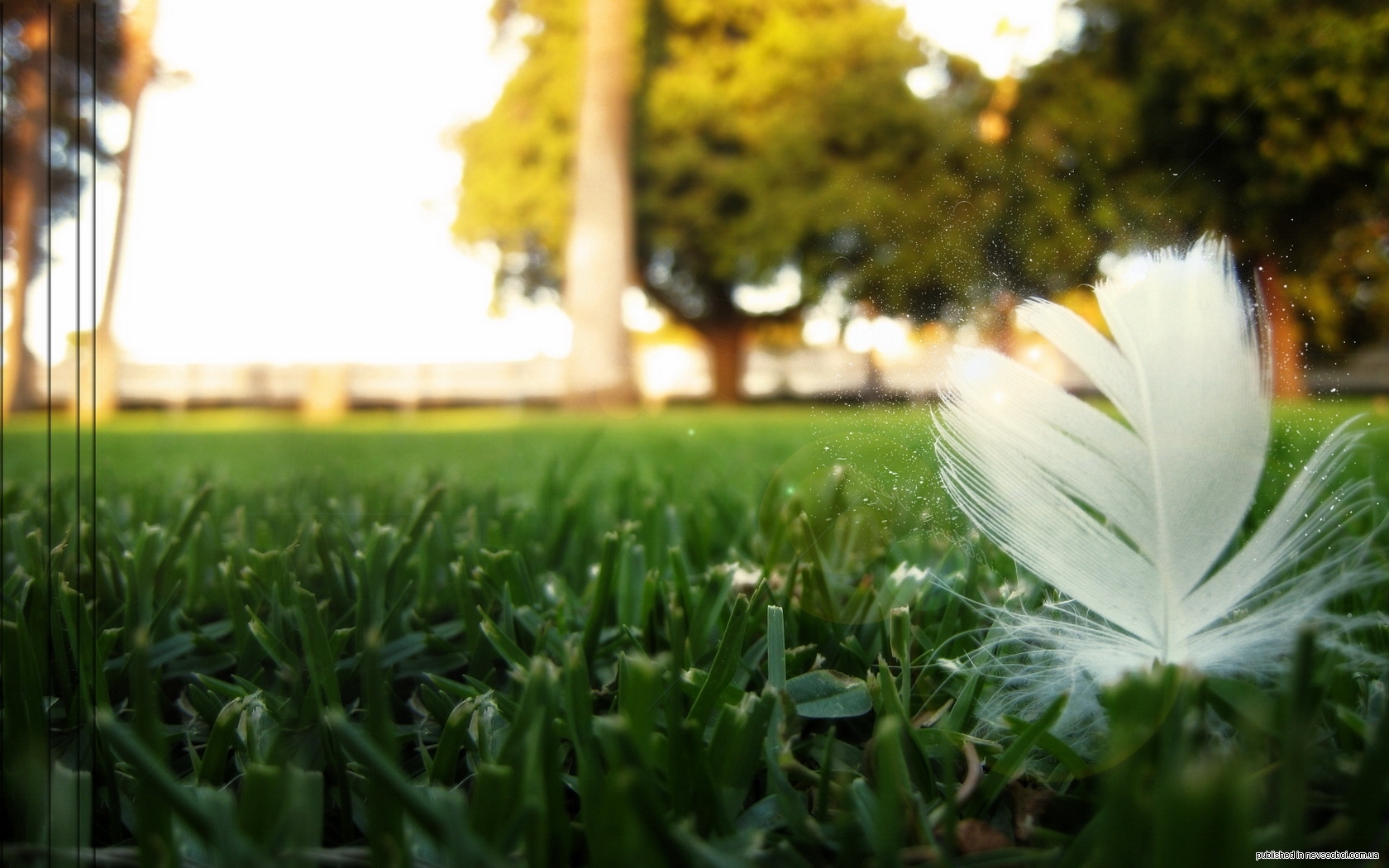 landscape, grass, art photo, feather 2160p