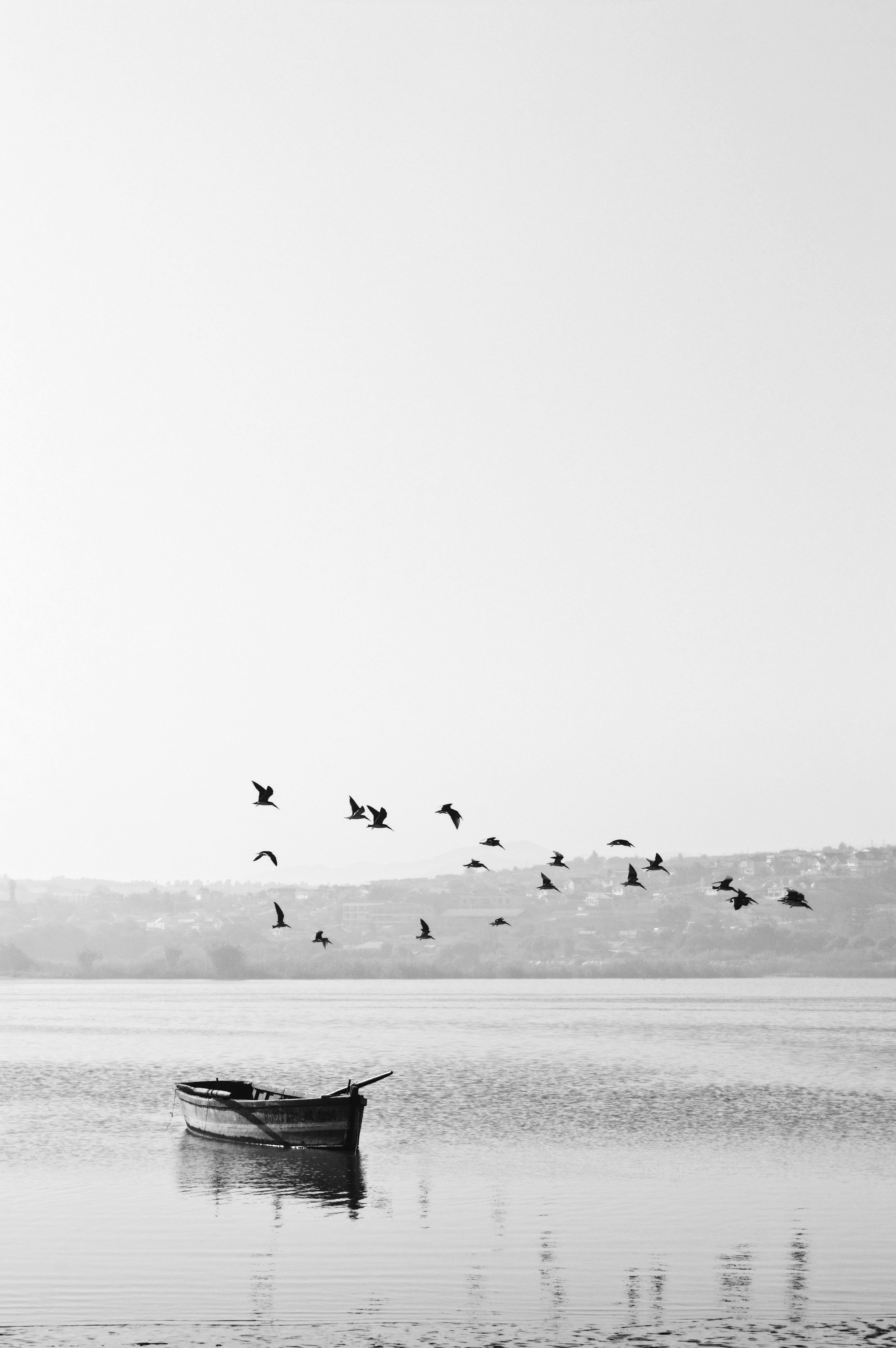 64888 download wallpaper birds, nature, horizon, bw, chb, boat screensavers and pictures for free