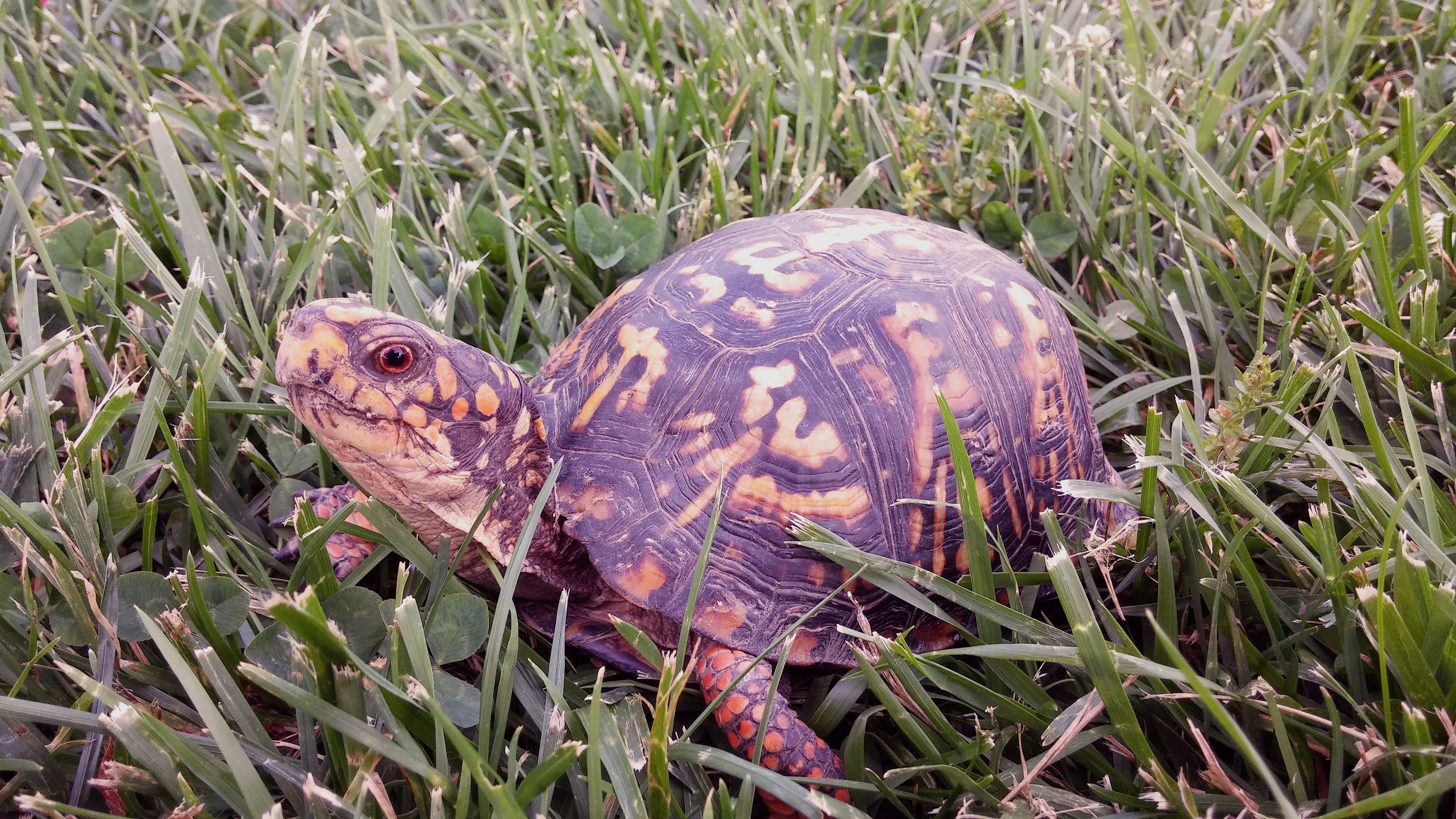 iPhone Wallpapers grass, animals, carapace, reptile Turtle