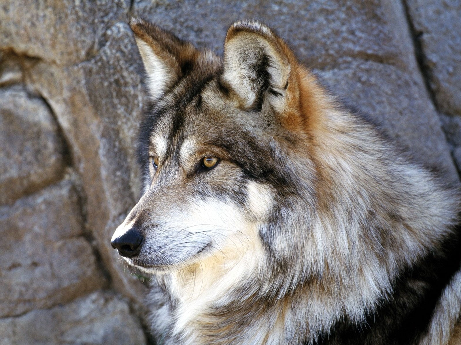 animals, wolfs QHD