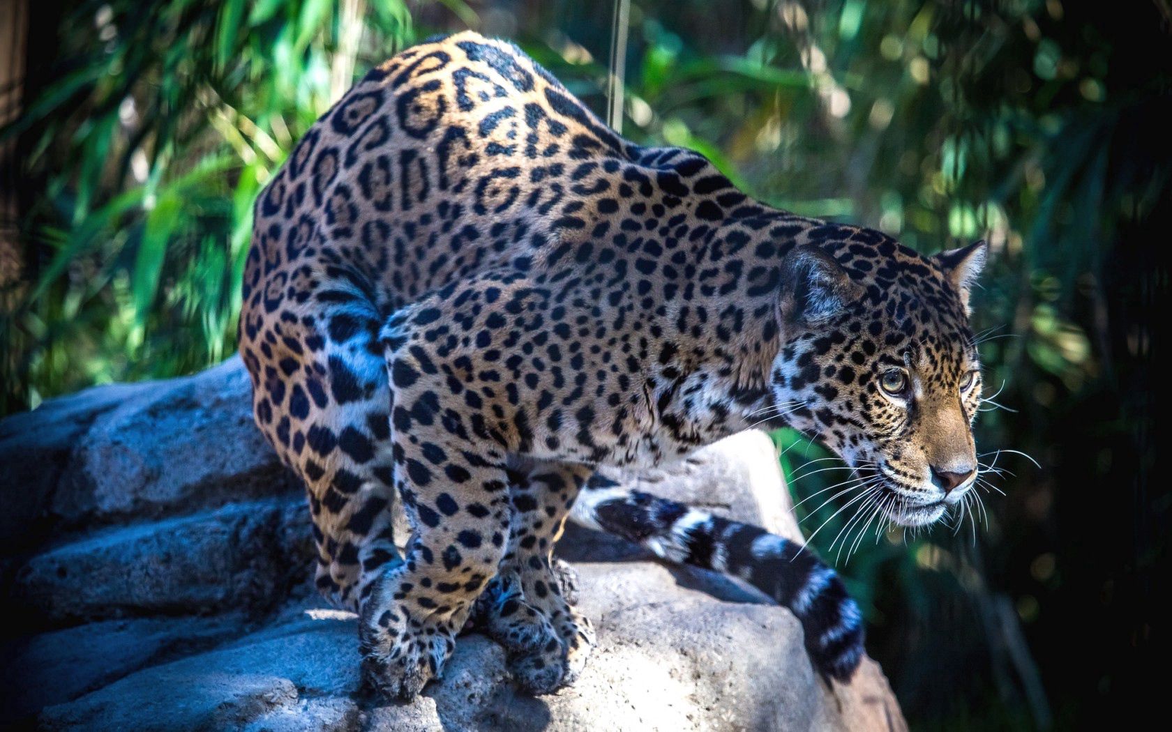 150505 Bildschirmschoner und Hintergrundbilder Jaguar auf Ihrem Telefon. Laden Sie big cat, tiere, große katze, predator Bilder kostenlos herunter