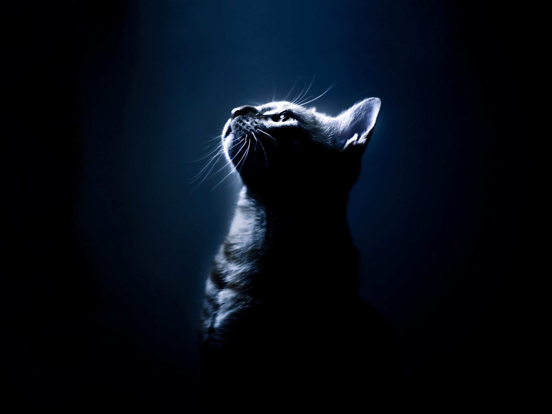 kitten, dark background, animals, kitty, shadow, sight, opinion phone wallpaper