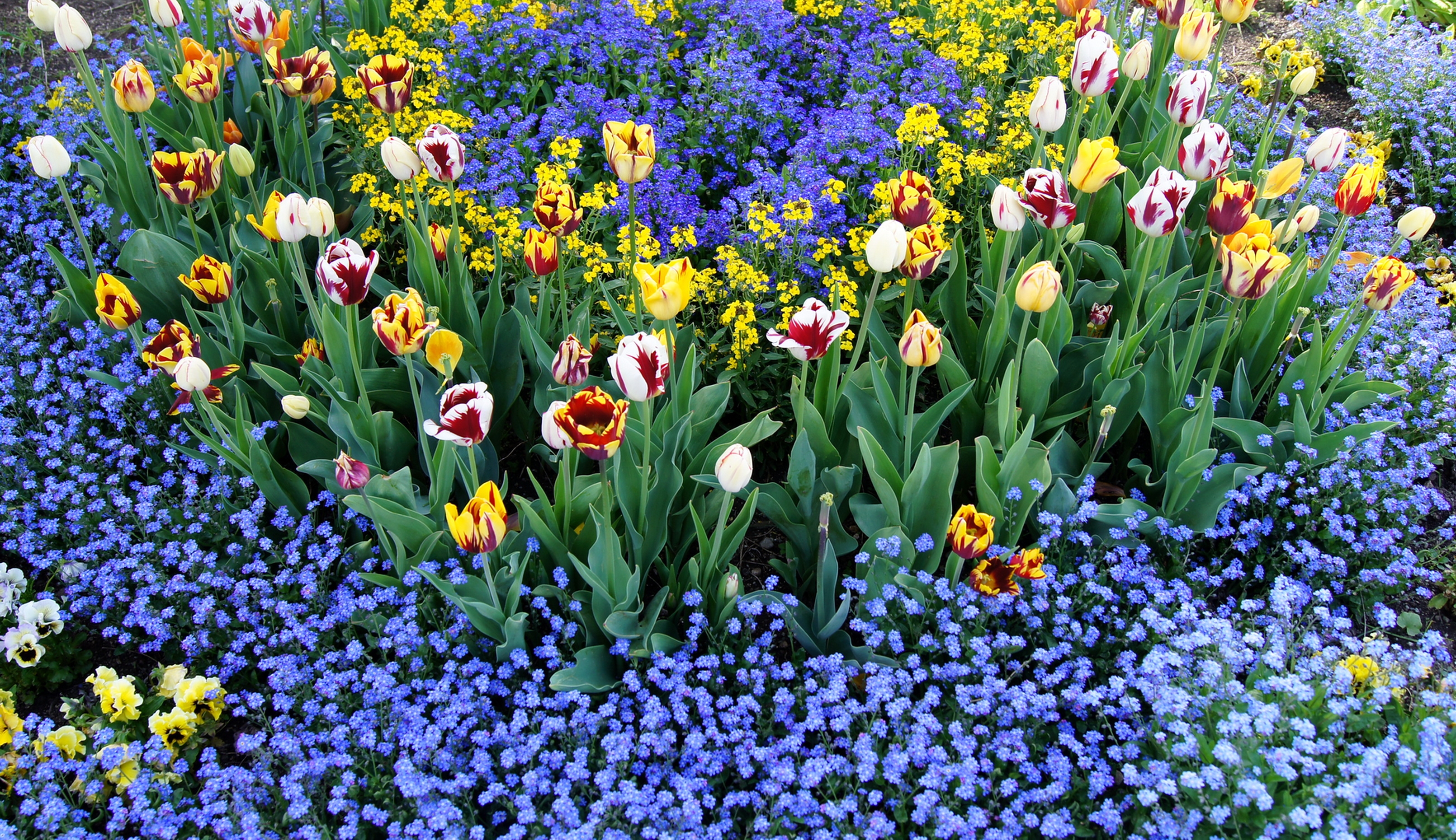 flower bed, flowerbed, flowers, tulips, pattern, small, different