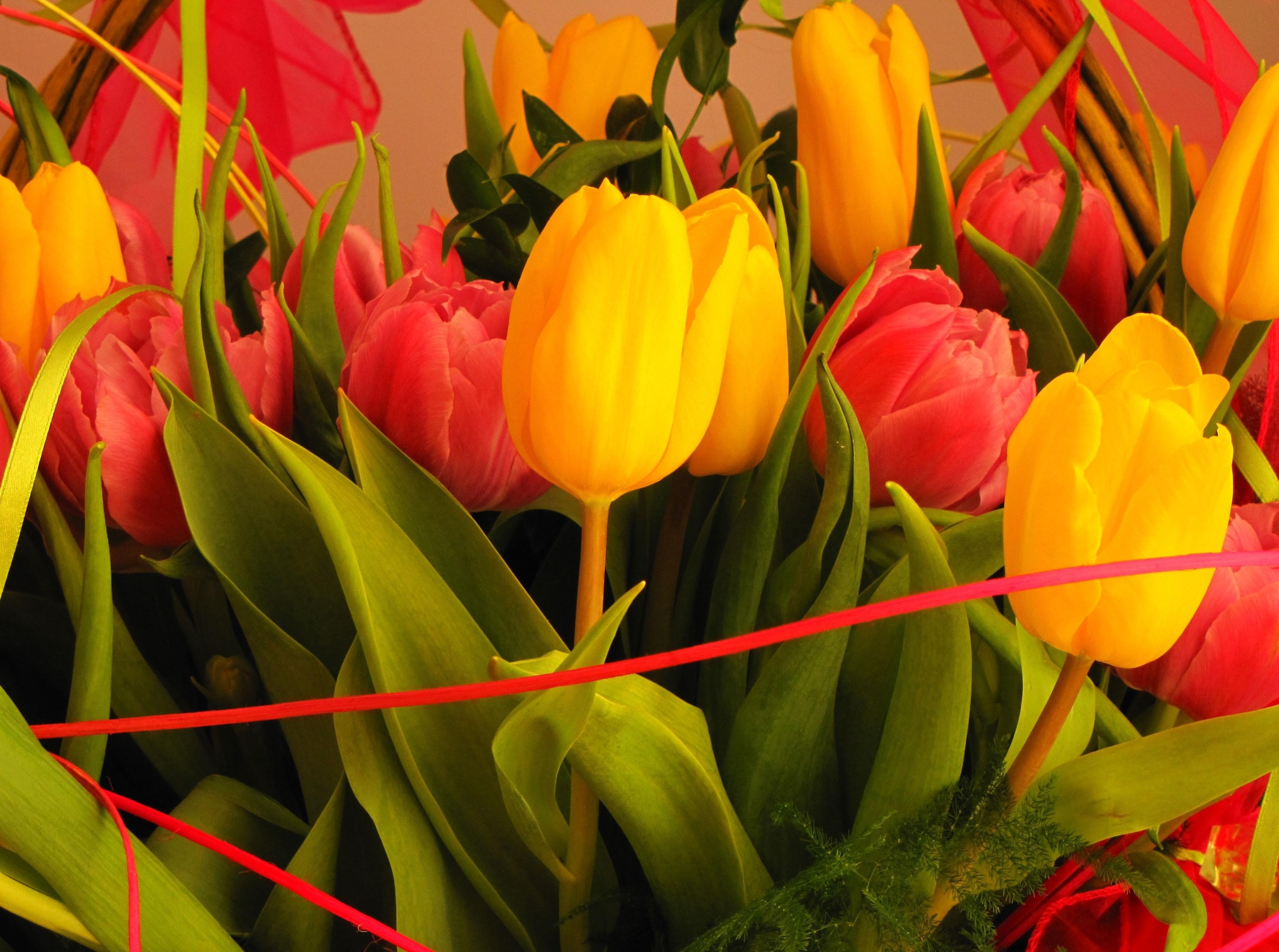 bouquet, typography, tulips, flowers download for free