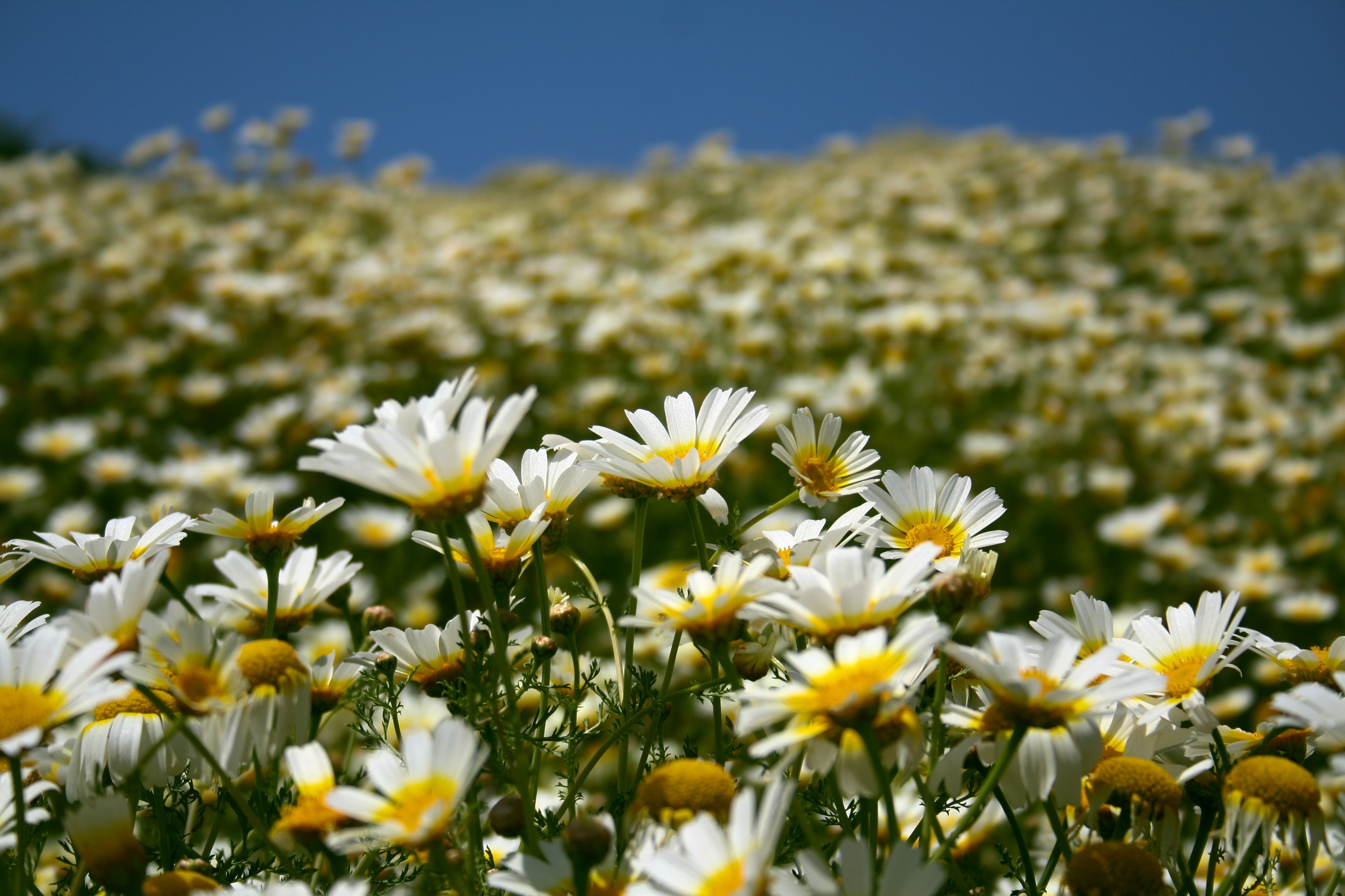 earth, summer, flower, white flower HD Phone wallpaper