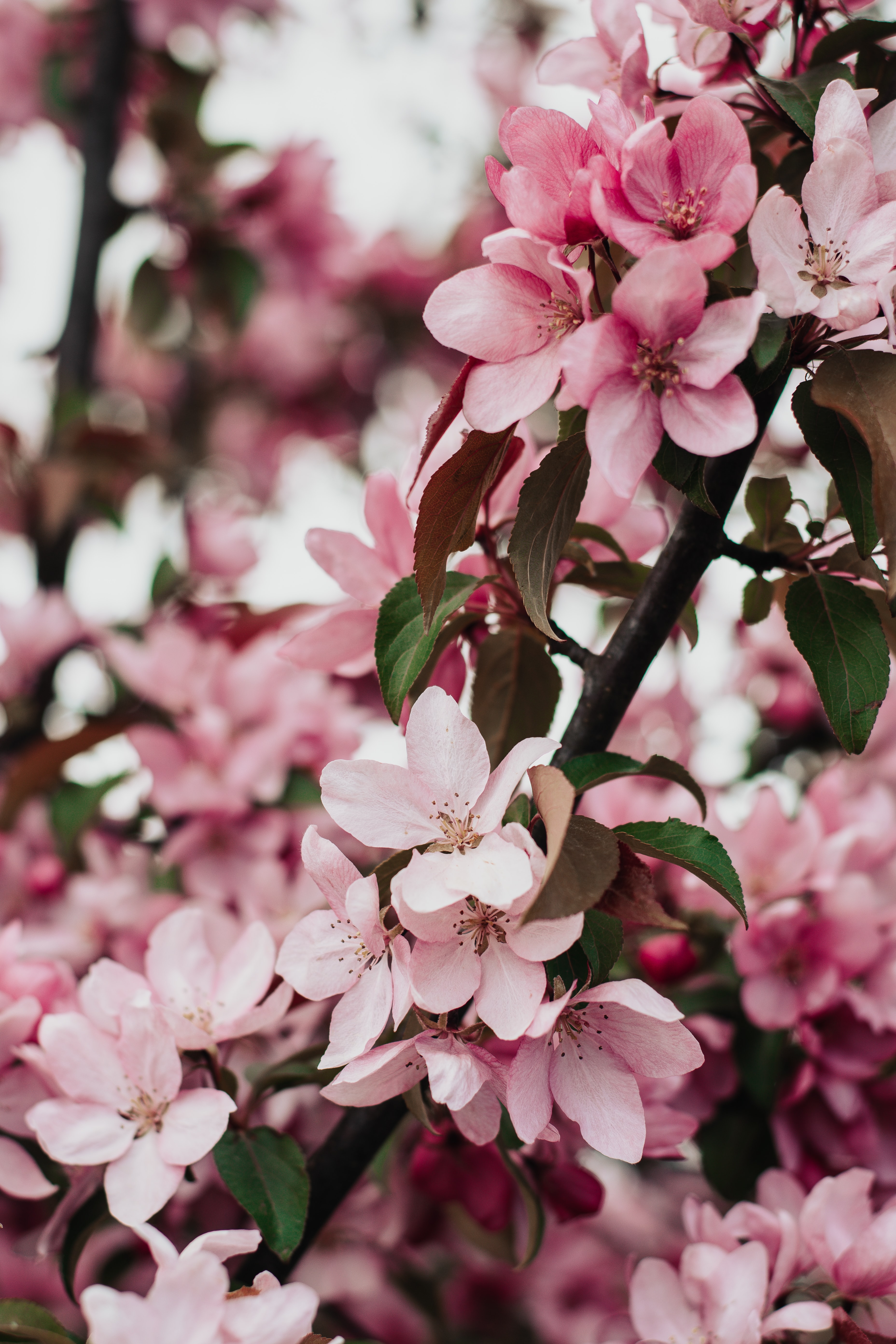 121258 Protetores de tela e papéis de parede Sakura em seu telefone. Baixe florescer, floração, flores, pétalas fotos gratuitamente