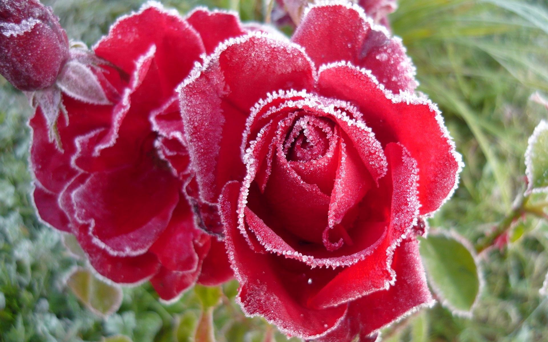 128306 Salvapantallas y fondos de pantalla Rosa en tu teléfono. Descarga imágenes de flor rosa, nieve, helada, macro gratis