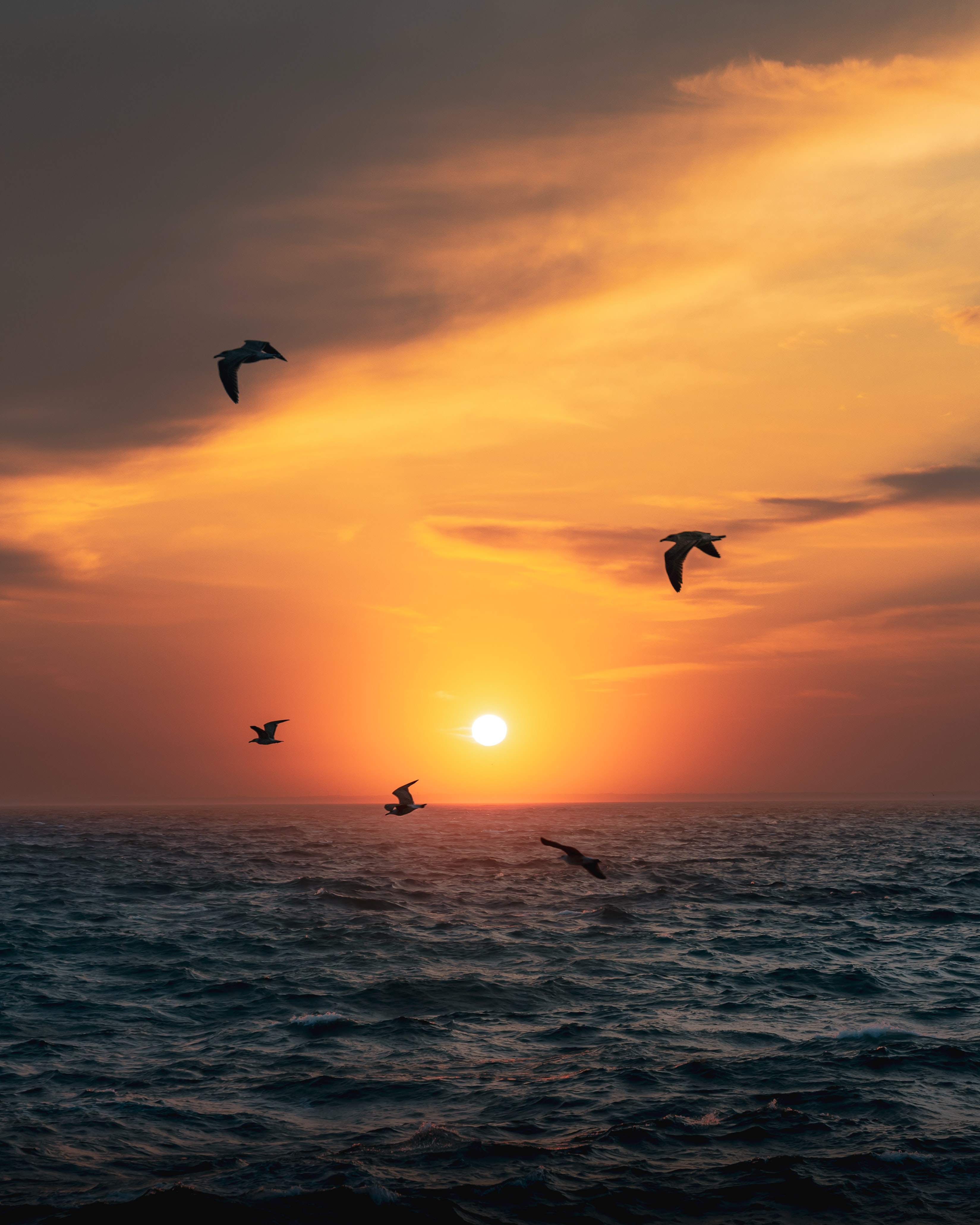 sun, sea, birds, nature, sunset, horizon cell phone wallpapers