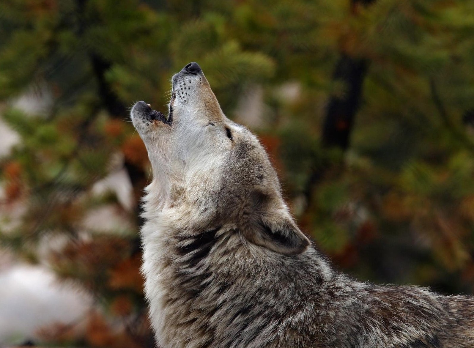89844 Screensavers and Wallpapers Scream for phone. Download animals, dog, wolf, scream, cry, howl pictures for free